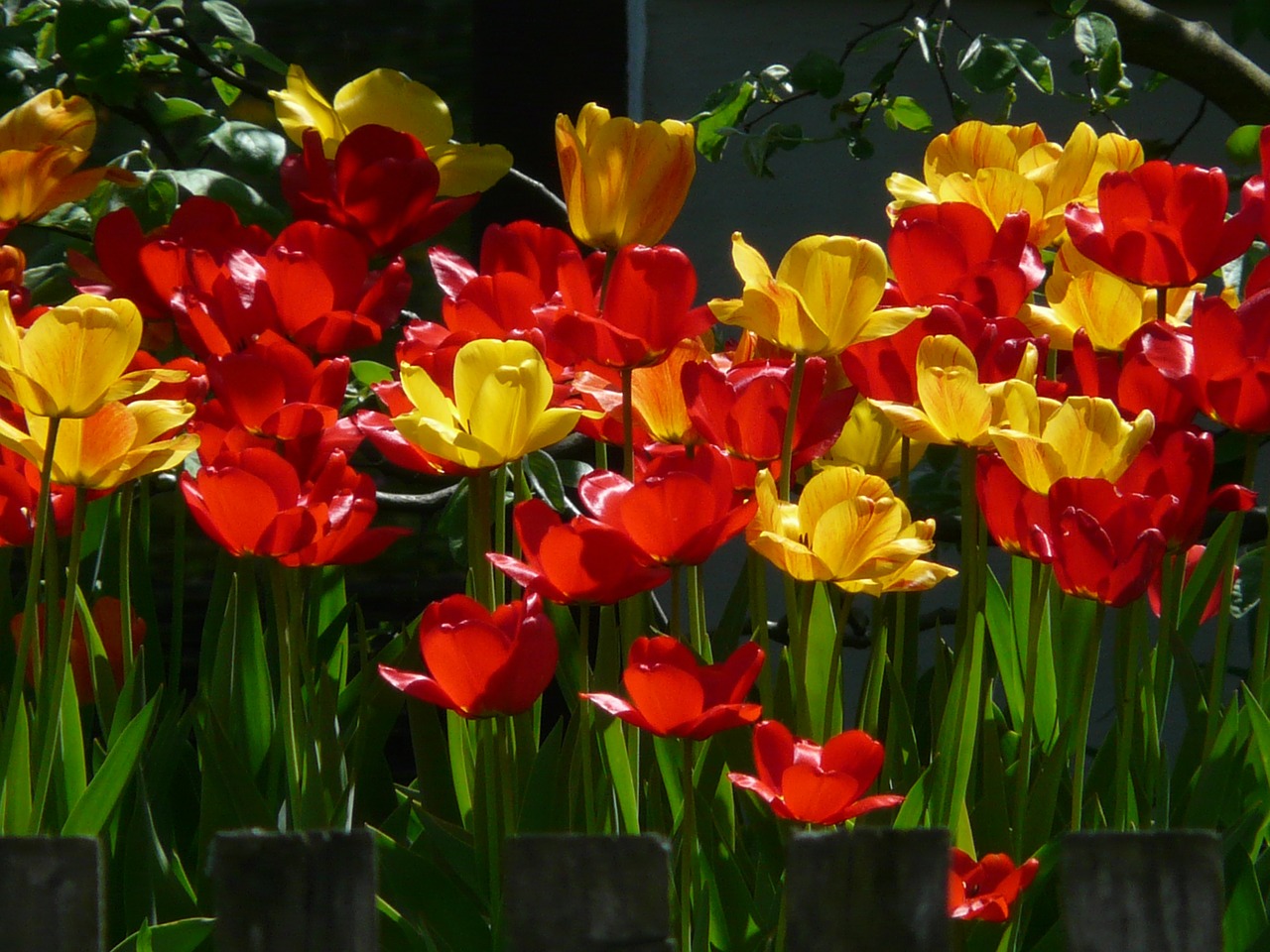 Tulpės, Raudona, Geltona, Atgal Šviesa, Gražus, Tulpenbluete, Gėlės, Spalvinga, Spalva, Pavasaris