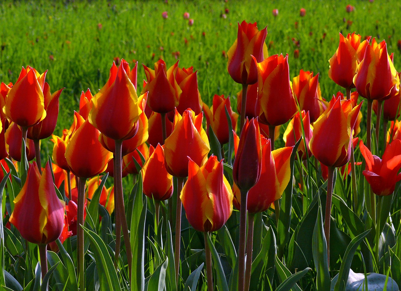 Tulpės, Raudona, Žalias, Gėlės, Gamta, Pavasaris, Nemokamos Nuotraukos,  Nemokama Licenzija