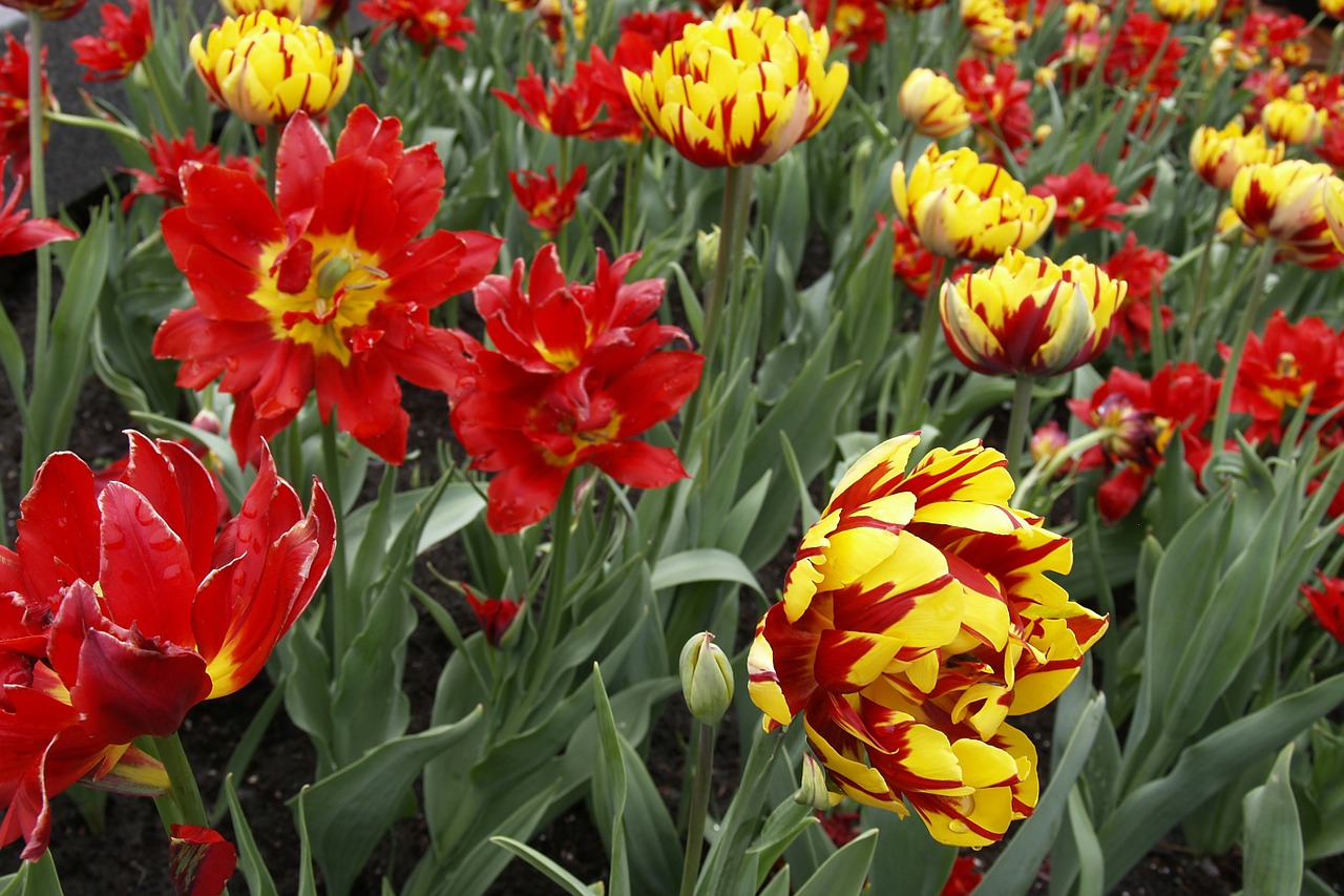 Tulpės, Gerberio Daisy, Gėlės, Žiedas, Šviežias, Gėlių, Vasara, Botanikos, Natūralus, Žydi