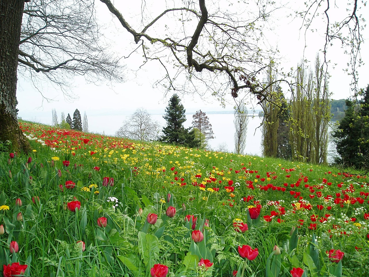 Tulpės, Pieva, Gėlės, Pavasaris