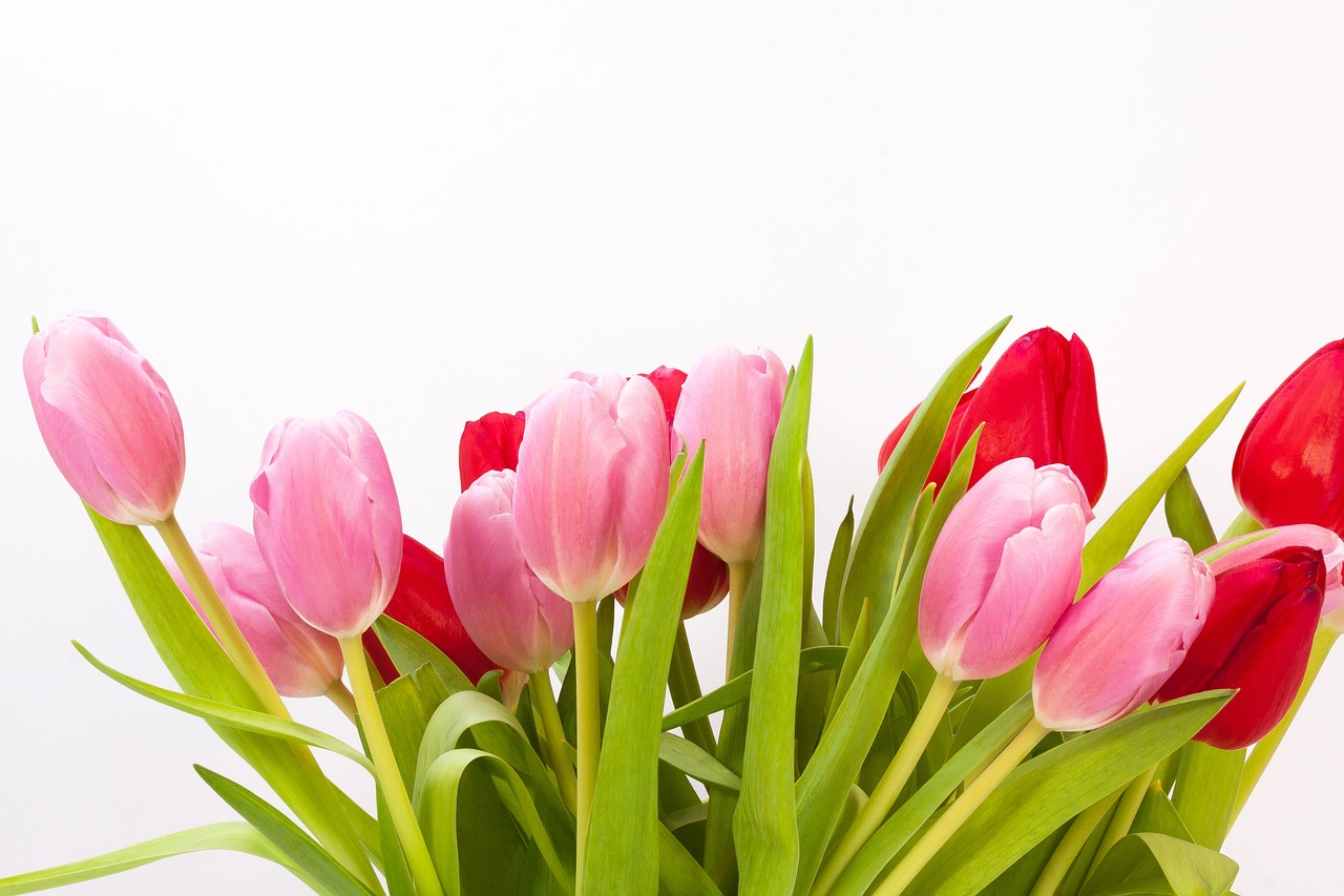 Tulpės, Puokštė, Pavasaris, Gamta, Gėlės, Schnittblume, Žiedas, Žydėti, Augalas, Flora