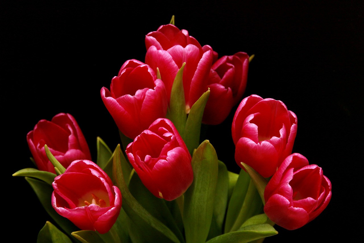Tulpės, Raudona, Rožinis, Lelija, Augalas, Dekoratyvinė Gėlė, Uždaryti, Raudonos Tulpės, Gėlės, Pavasaris