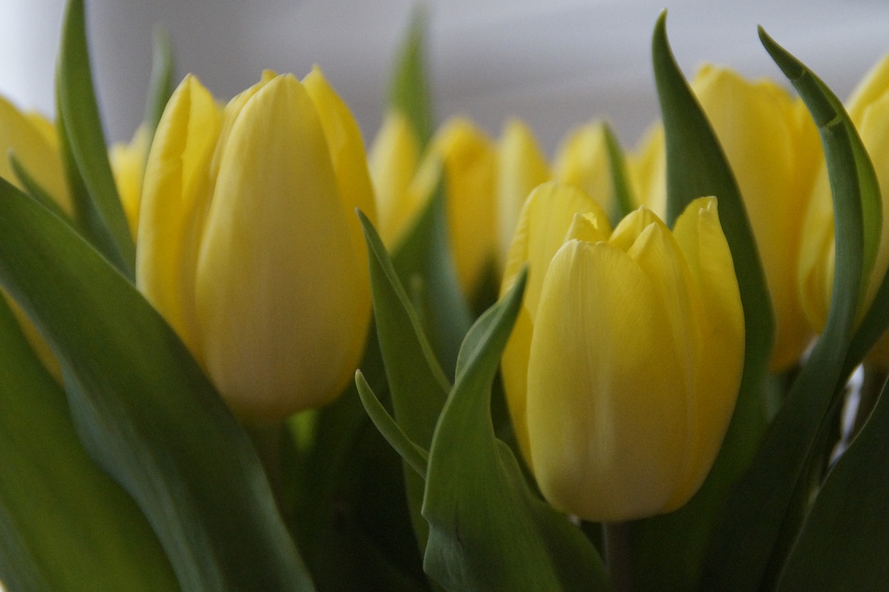 Tulpės, Tulpių Puokštė, Puokštė, Pavasaris, Pavasario Gėlė, Strausas, Augalas, Žiedas, Žydėti, Tulipa