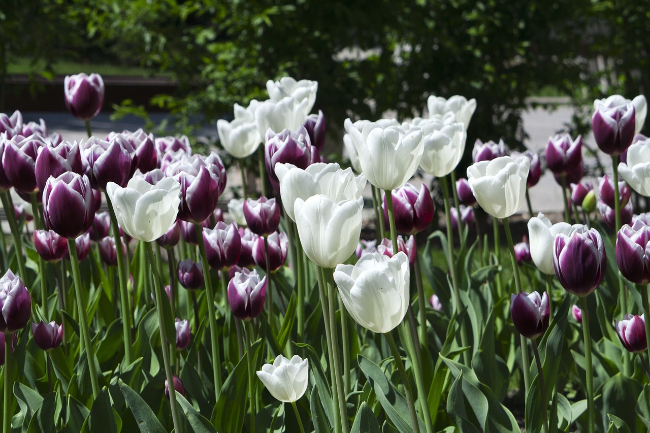 Tulpės, Gėlės, Gamta, Balta, Pavasaris, Nemokamos Nuotraukos,  Nemokama Licenzija