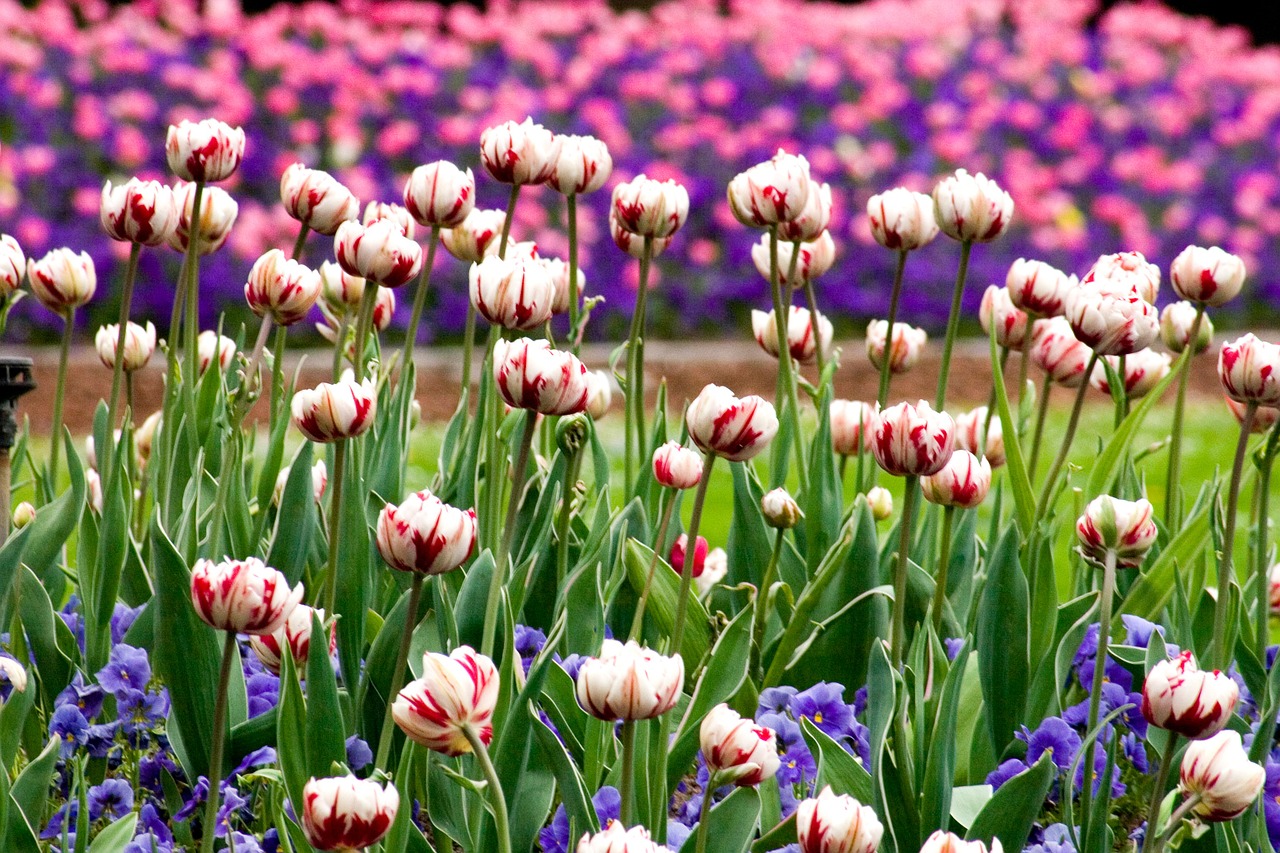 Tulpės, Gėlių Nuolaidos, Pavasaris, Nemokamos Nuotraukos,  Nemokama Licenzija