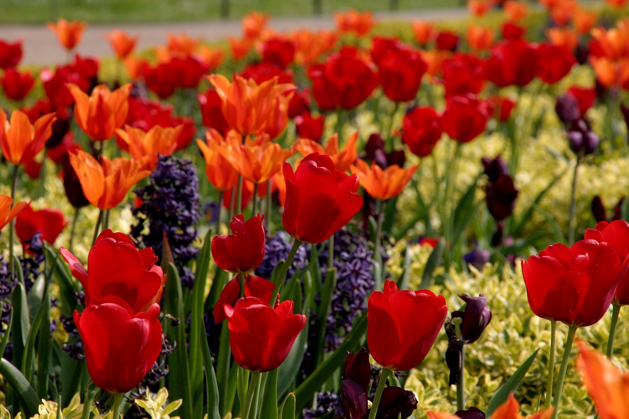 Tulpės, Raudona, Daug, Gėlės, Gamta, Pavasaris, Gėlių, Žalias, Žiedas, Augalas