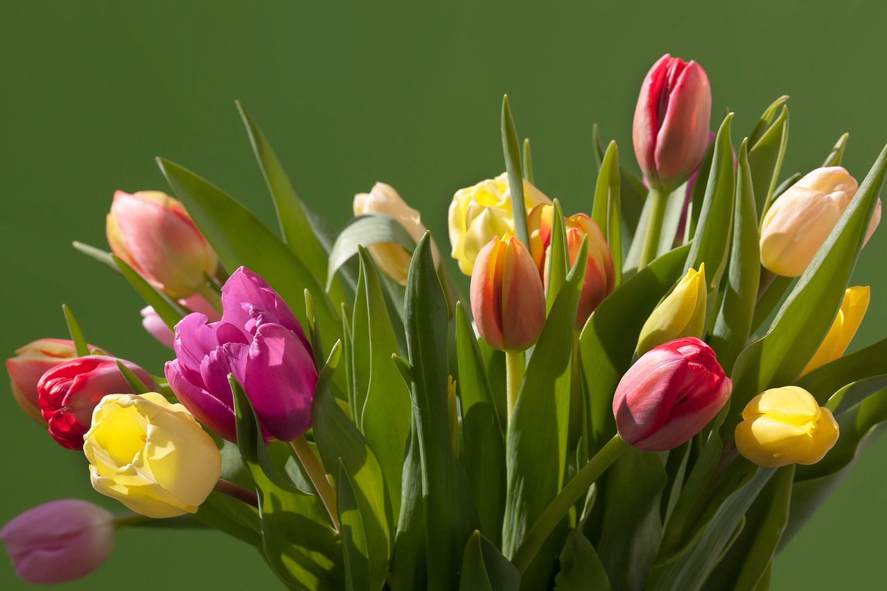 Tulpės, Puokštė, Pavasaris, Spalvinga, Gamta, Gėlės, Schnittblume, Žiedas, Žydėti, Augalas