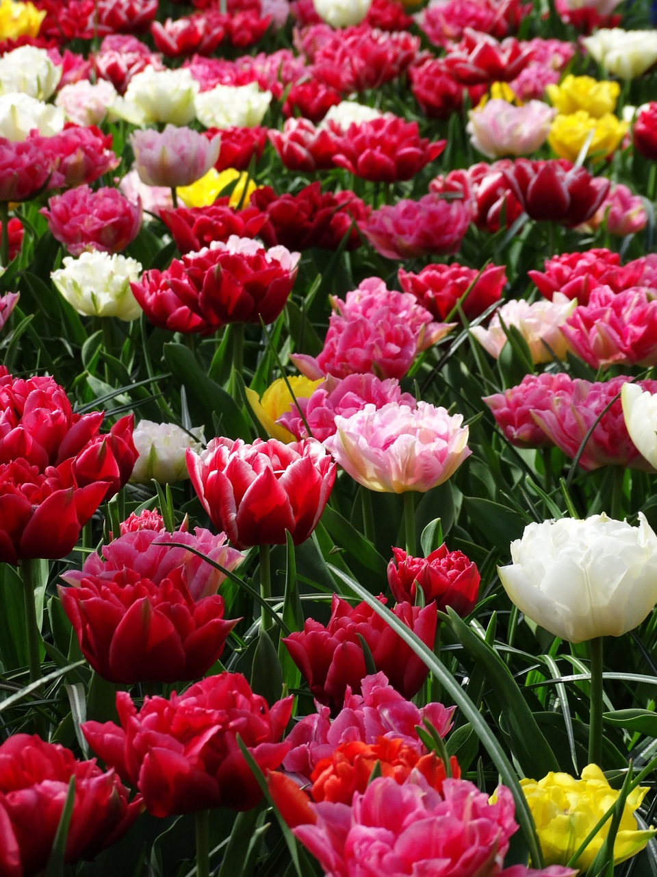 Tulpės, Keukenhof, Pavasaris, Visos Spalvos, Gėlė, Augalas, Nemokamos Nuotraukos,  Nemokama Licenzija