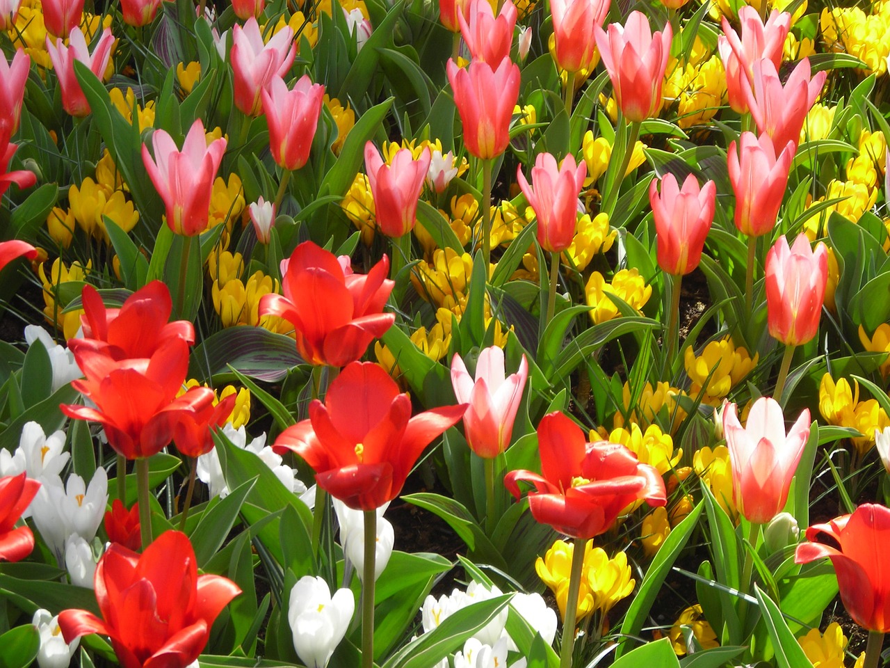 Tulpės, Crocus, Gėlės, Geltona, Raudona, Balta, Frühlingsanfang, Pavasario Pabudimas, Žydėti, Spalvinga
