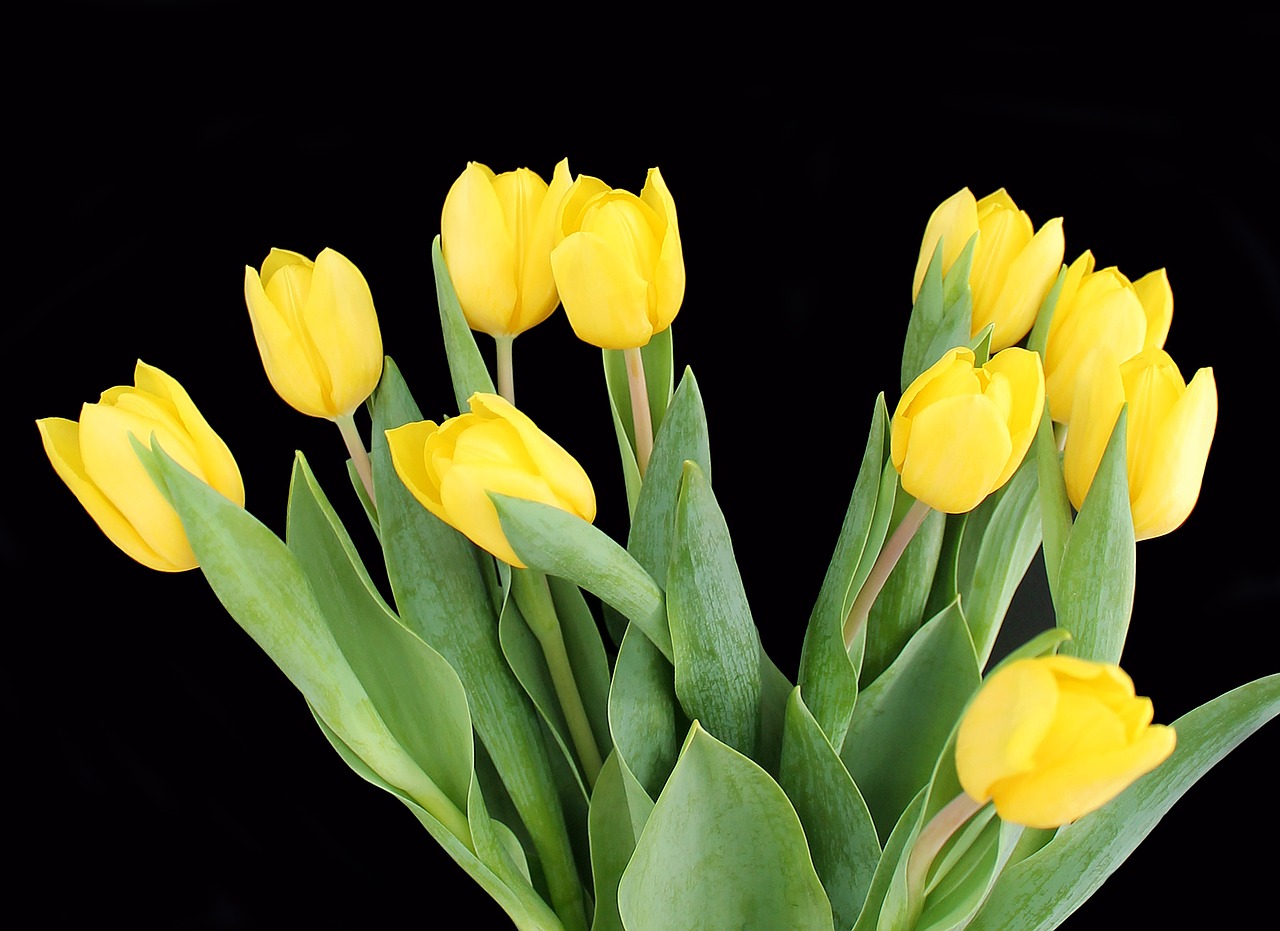Tulpės,  Geltona,  Puokštė,  Gėlės,  Pavasaris, Nemokamos Nuotraukos,  Nemokama Licenzija