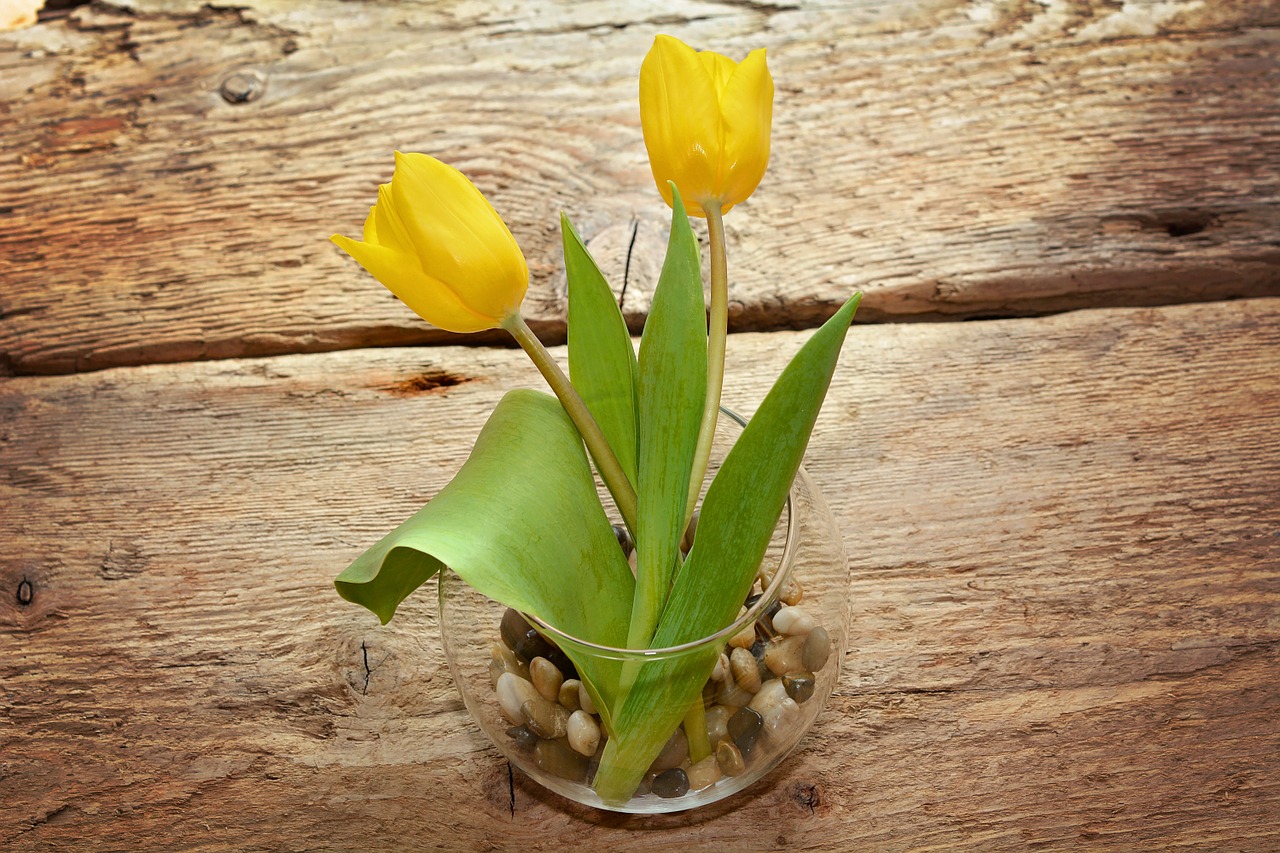 Tulpės, Geltona, Gėlė, Žiedas, Žydėti, Geltona Gėlė, Pavasario Gėlės, Schnittblume, Mediena, Stiklas