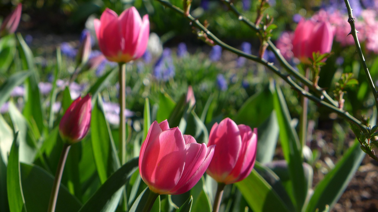 Tulpės,  Frühlingsblüher,  Pavasario Gėlės,  Augalas,  Gamta,  Sodas,  Pavasaris,  Pavasaris,  Rožinis,  Du