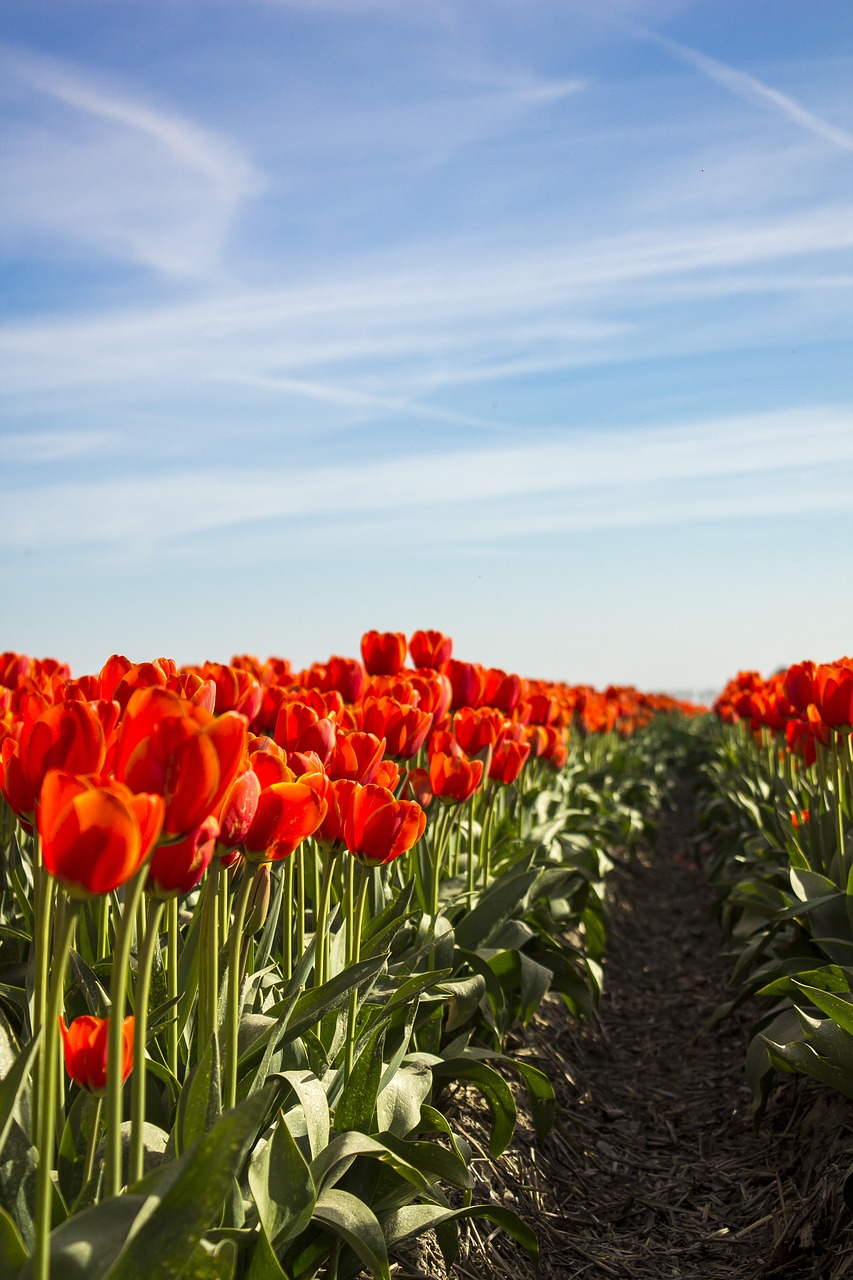 Tulpės, Pavasaris, Nyderlandai, Tulpių Laukai, Gėlė, Gėlės, Raudona, Spalva, Augalai, Vasara