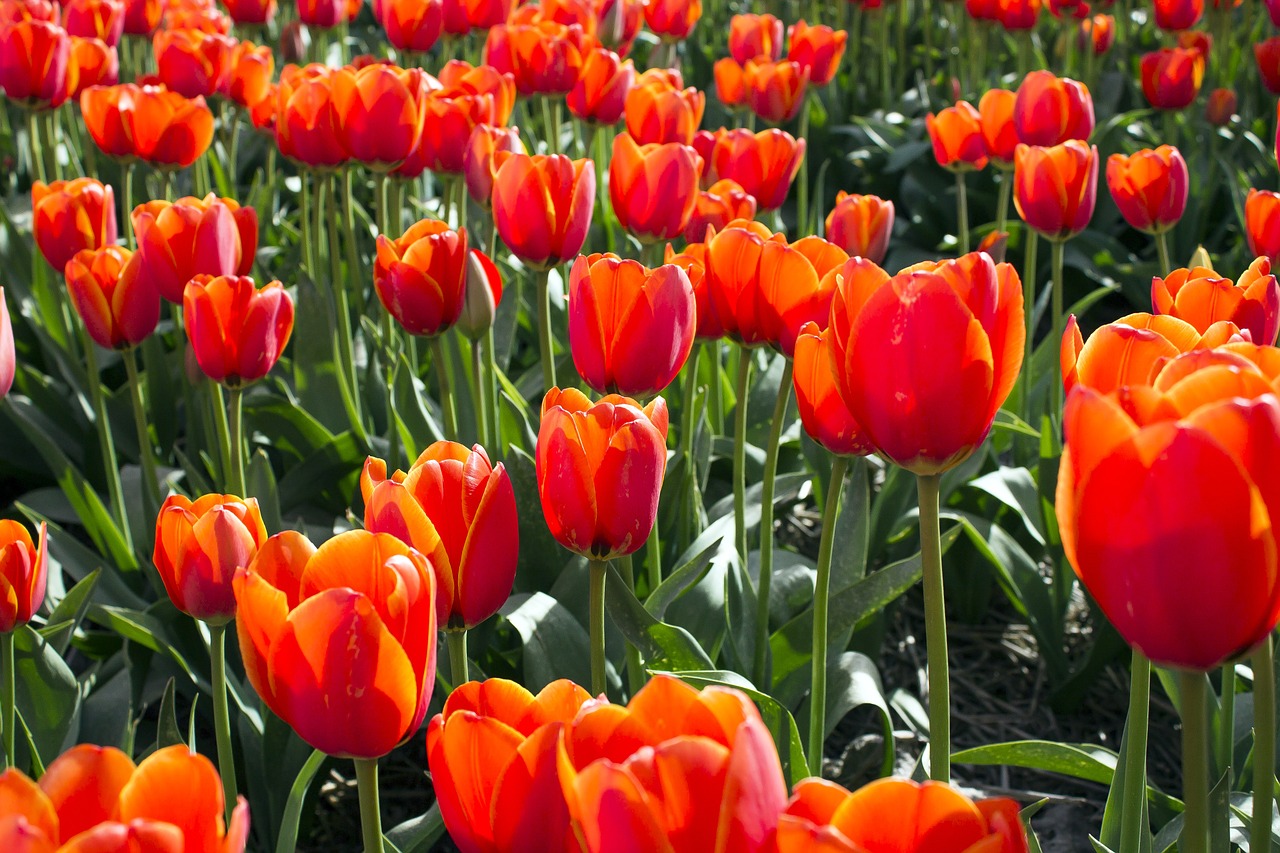 Tulpės, Nyderlandai, Tulpė, Pavasaris, Holland, Lemputė, Gėlė, Žydėti, Augalai, Tulpių Laukai