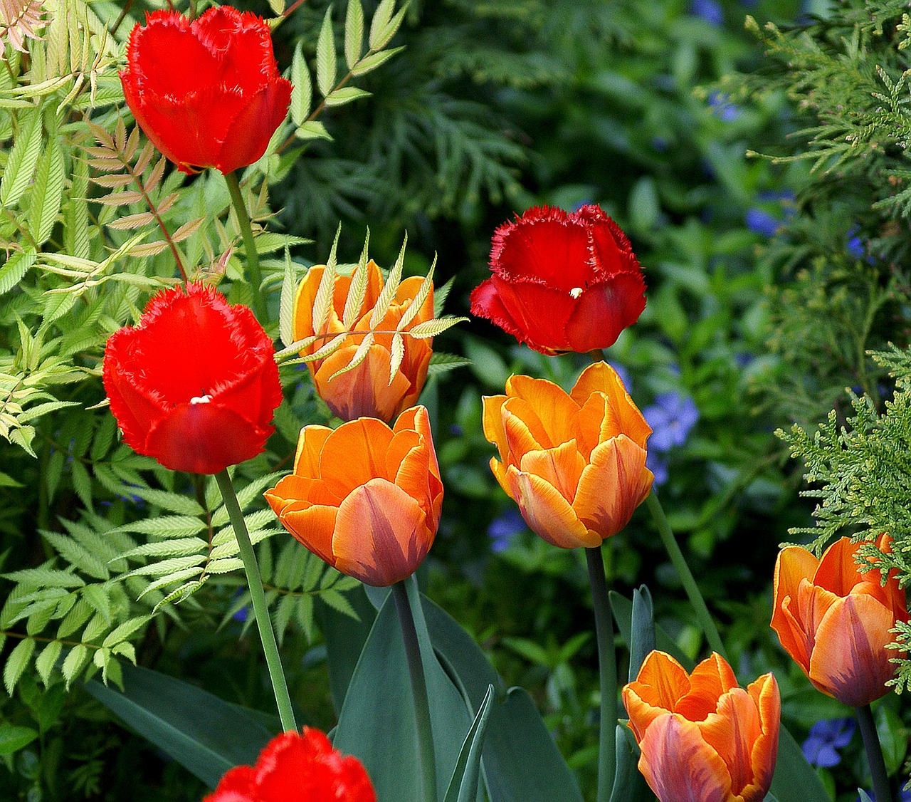 Tulpės,  Gėlės,  Raudona,  Oranžinė,  Žydėjimas,  Žydėjimas,  Gėlių Tedai,  Dantyta Tulpė,  Pavasaris,  Gamta