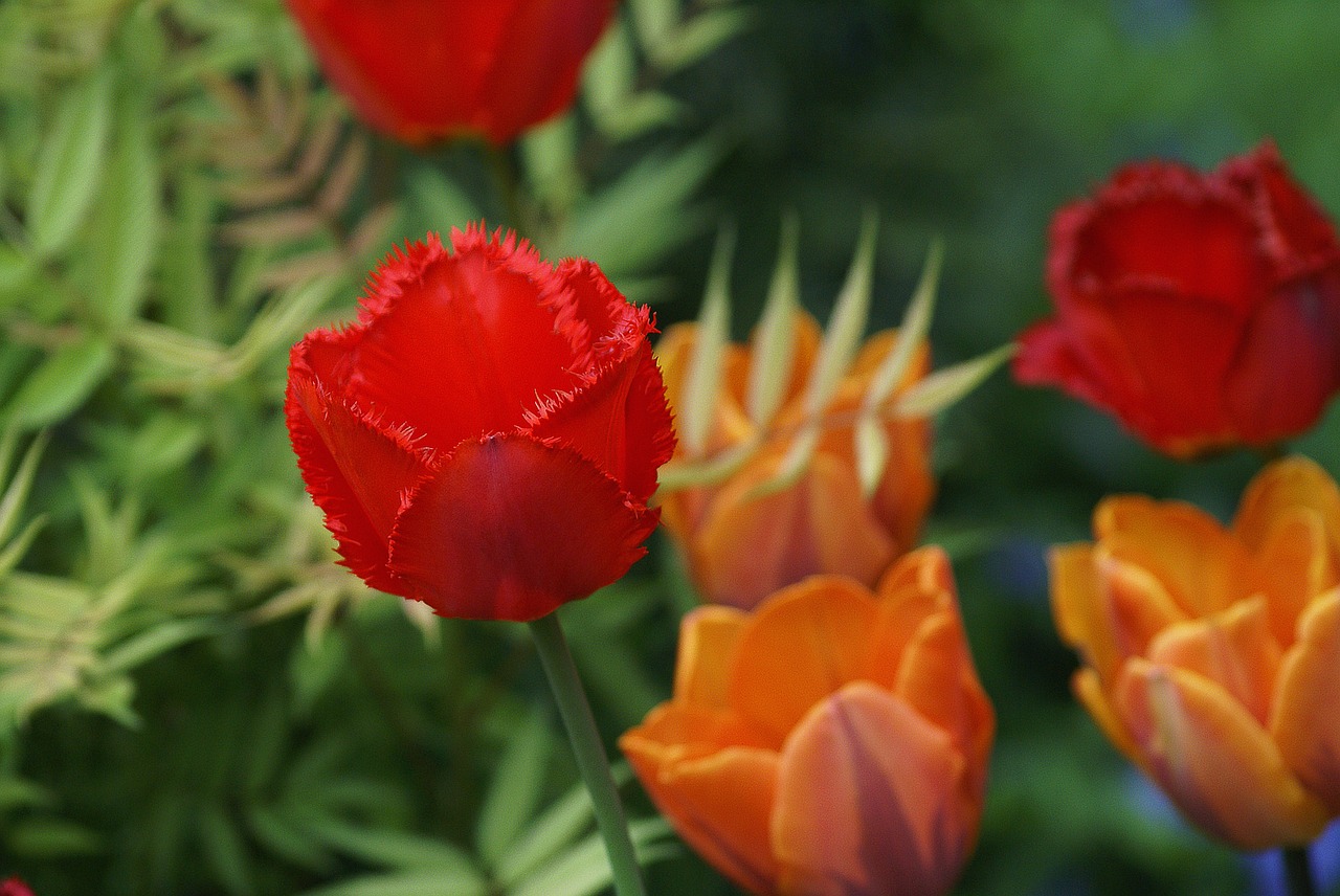 Tulpės,  Gėlės,  Raudona,  Oranžinė,  Žydėjimas,  Žydėjimas,  Gėlių Tedai,  Dantyta Tulpė,  Pavasaris,  Gamta