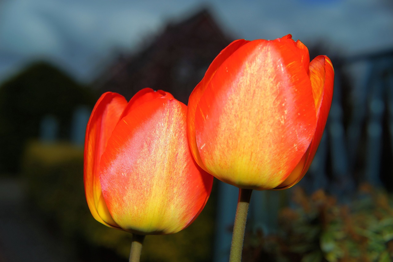 Tulpės,  Gėlės,  Pavasaris,  Raudona Geltona,  Spalvinga,  Flora,  Spalva,  Gražus,  Uždaryti,  Schnittblume