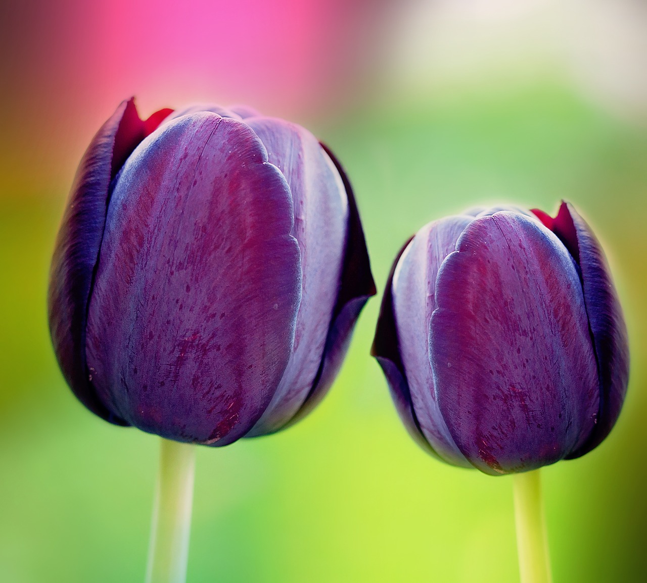 Tulpės, Violetinė, Violetinė, Gražus, Spalvingas, Intensyvi Spalva, Schnittblume, Pavasario Gėlė, Gėlės, Uždaryti