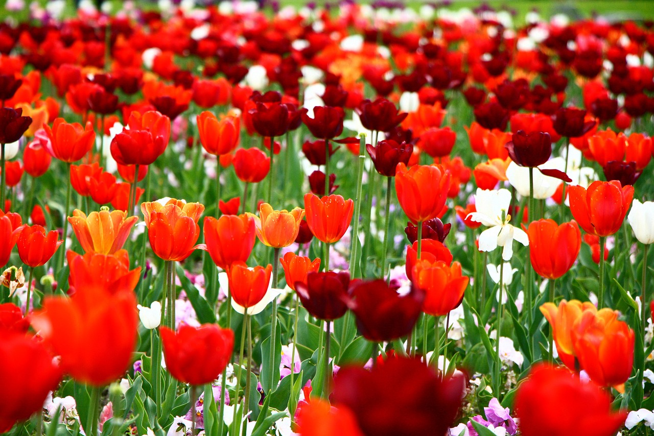 Tulpės, Gėlės, Žydėti, Nemokamos Nuotraukos,  Nemokama Licenzija