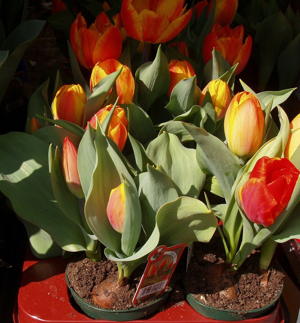 Tulpės, Gėlės, Pavasaris, Viktualienmarkt Munich, Munich, Bavarija, Nemokamos Nuotraukos,  Nemokama Licenzija