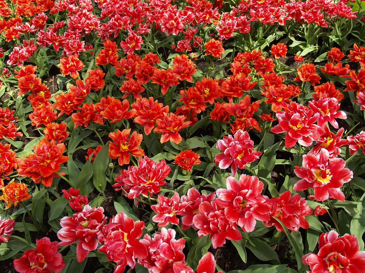 Tulpės, Raudona, Gėlė, Pavasaris, Gėlės, Tulpių Laukai, Vasara, Žydėti, Turizmas, Nyderlandų Lemputė