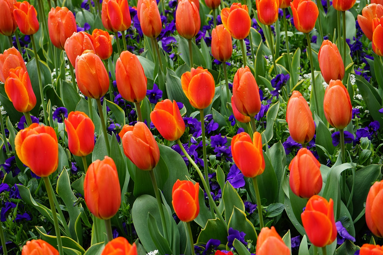 Tulpės, Raudona, Gėlė, Spalva, Raudonos Oranžinės Tulpės, Nemokamos Nuotraukos,  Nemokama Licenzija