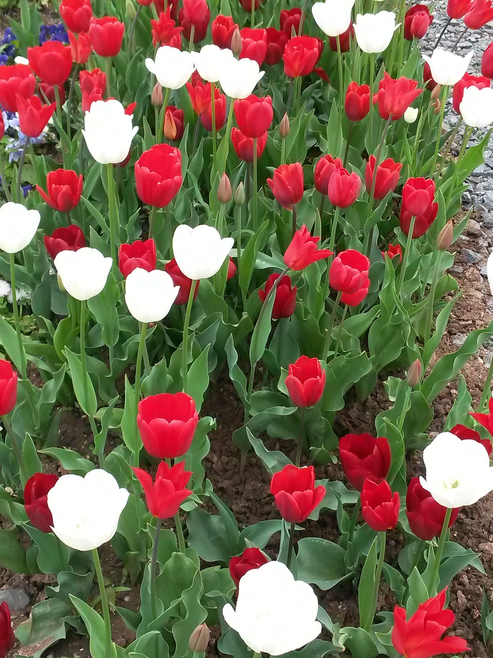 Tulpės, Gamta, Tulpių Laukas, Raudona, Balta, Gėlės, Plunksna, Nemokamos Nuotraukos,  Nemokama Licenzija