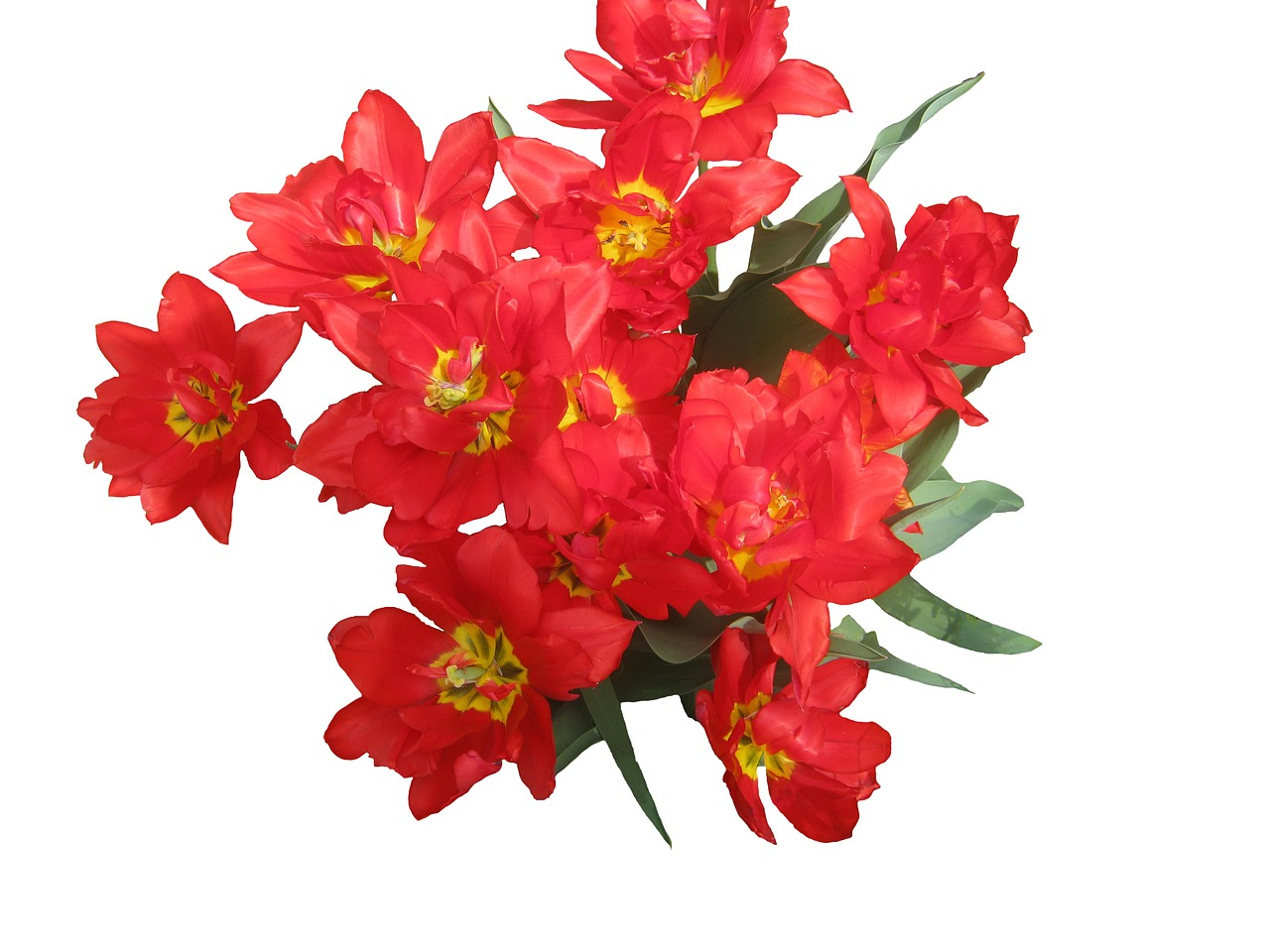 Tulpės, Raudona, Pavasaris, Gėlės, Flora, Puokštė, Meilė, Gamta, Sezonai, Augalas