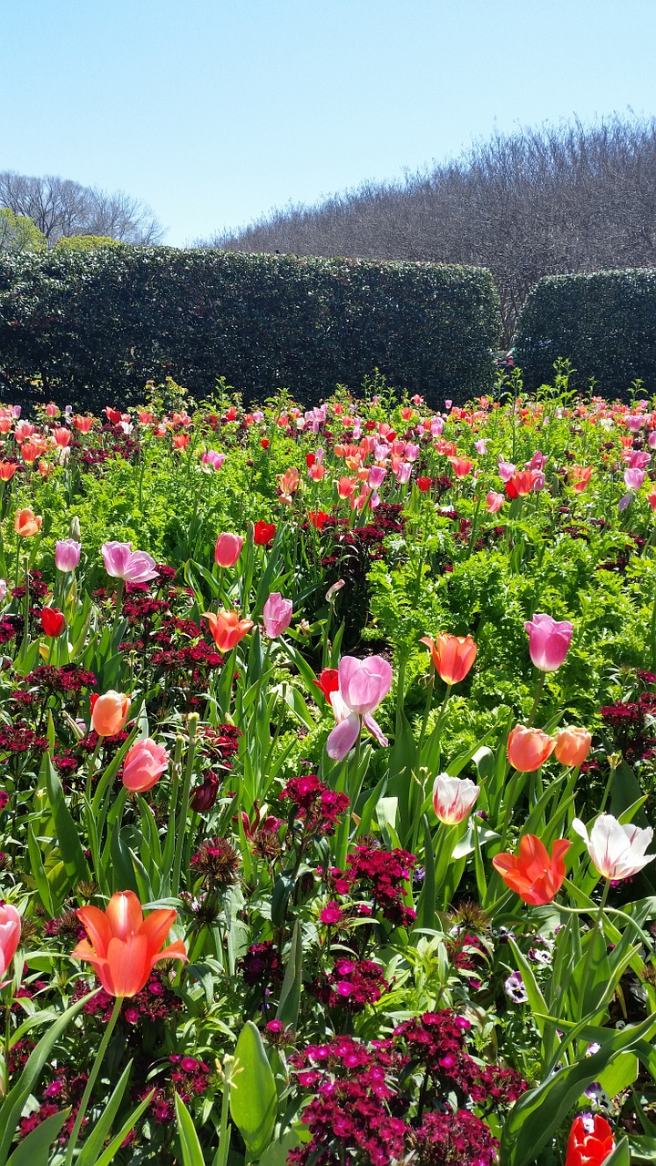 Tulpės, Pavasaris, Gėlė, Gamta, Pavasario Gėlės, Žydi, Nemokamos Nuotraukos,  Nemokama Licenzija