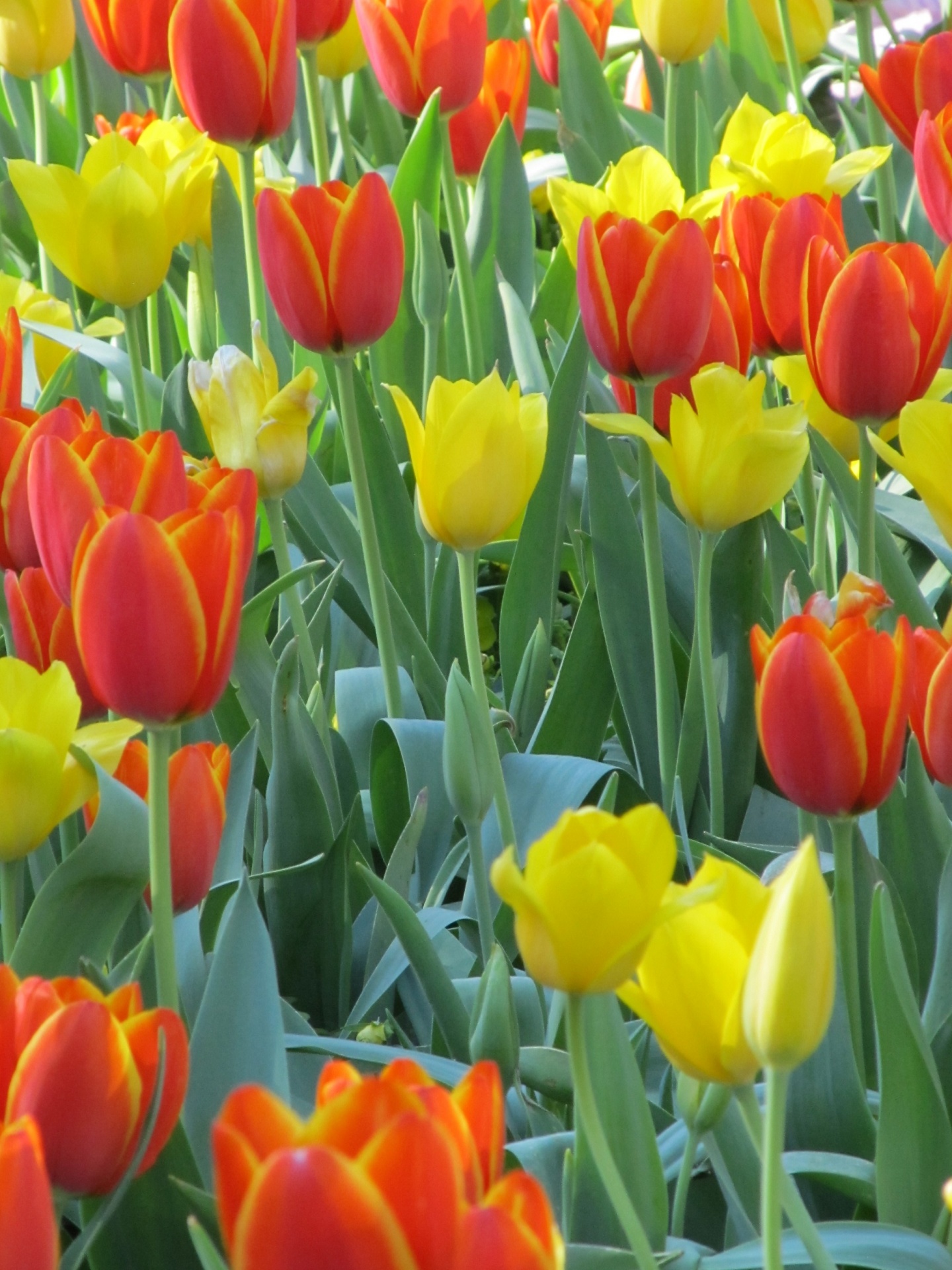 Tulpės,  Gėlės,  Žiedai,  Žydi,  Žiedlapiai,  Sodininkystė,  Pavasaris,  Raudona,  Geltona,  Oranžinė