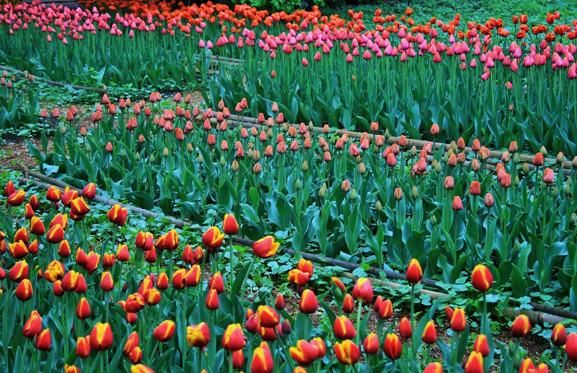 Gėlės,  Tulpės,  Lovos,  Raudona & Nbsp,  Geltona,  Oranžinė,  Rožinis,  Tulpės,  Botanikos Sodai,  Maskva