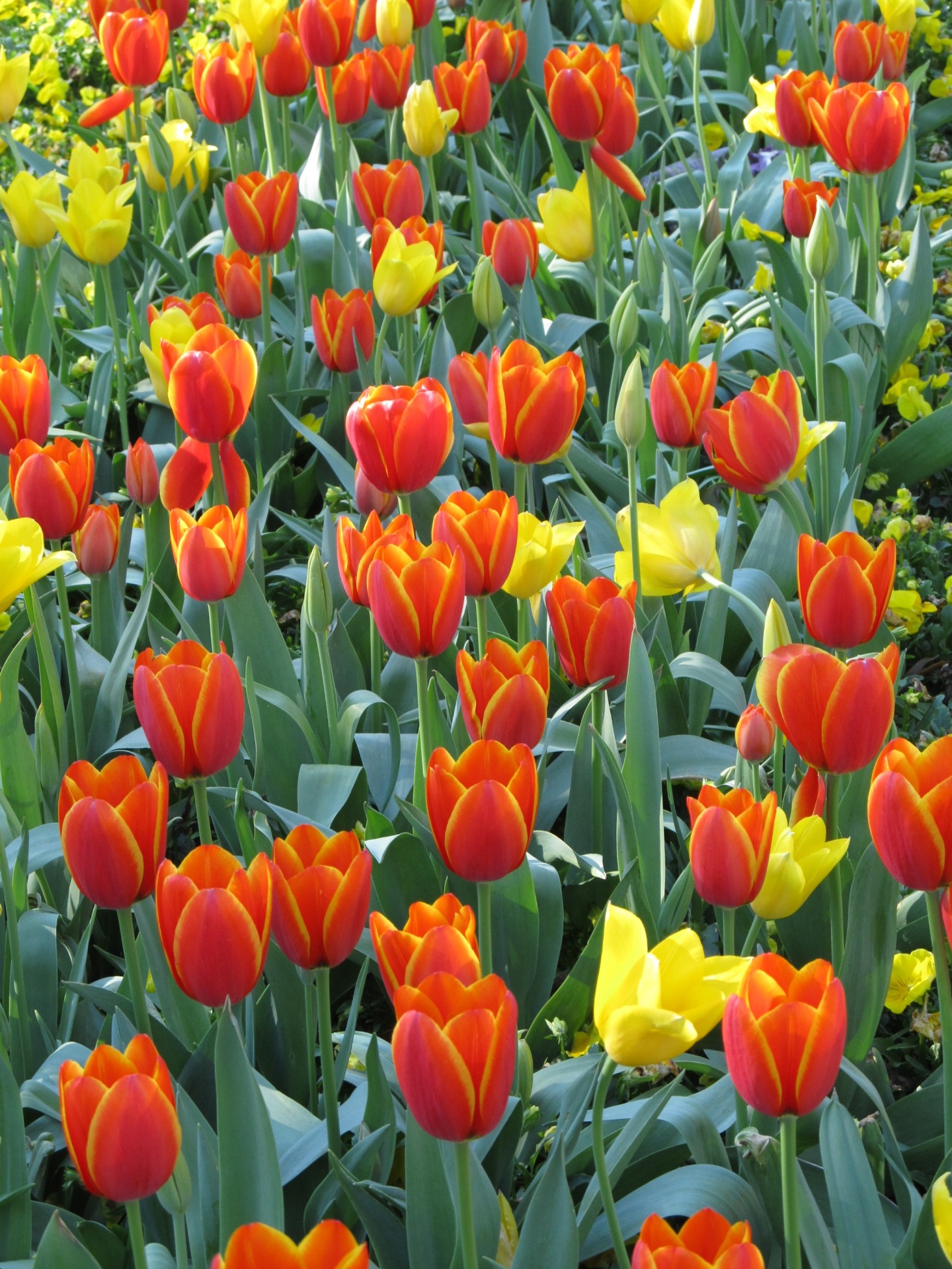 Tulpės,  Gėlės,  Žiedai,  Žydi,  Žiedlapiai,  Sodininkystė,  Pavasaris,  Raudona,  Geltona,  Oranžinė