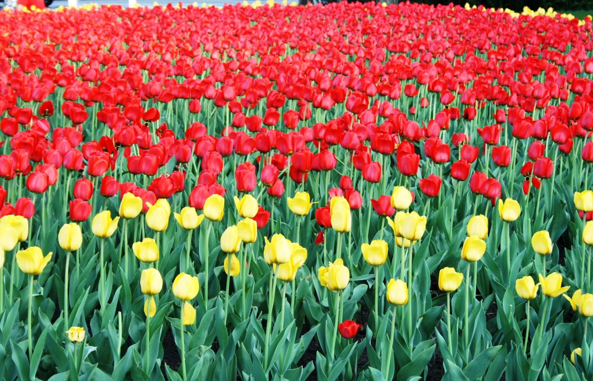 Tulpės,  Geltona,  Raudona,  Gėlės,  Lova,  Masė,  Graži,  Parkas,  Tulpės Maskvoje, Nemokamos Nuotraukos