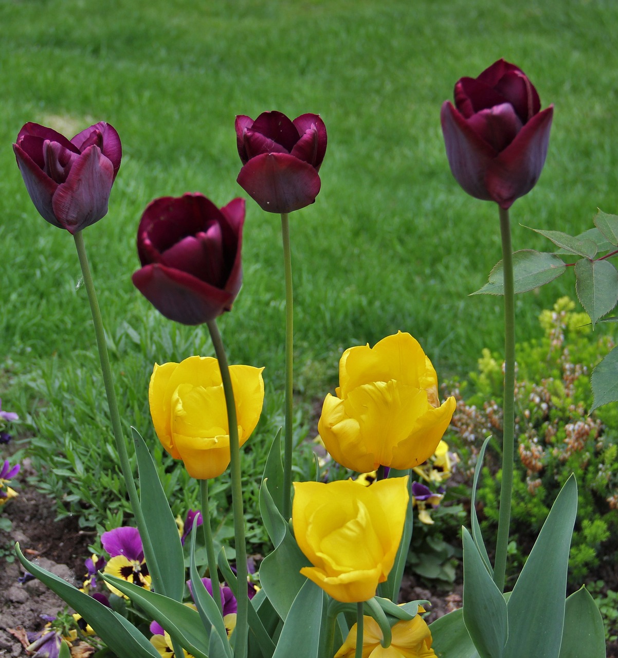 Tulpės Sode, Pavasario Požymiai, Mažas Ir Didelis, Pavasaris, Tulpė, Žydėti, Gėlės, Violetinė, Sodas, Gamta