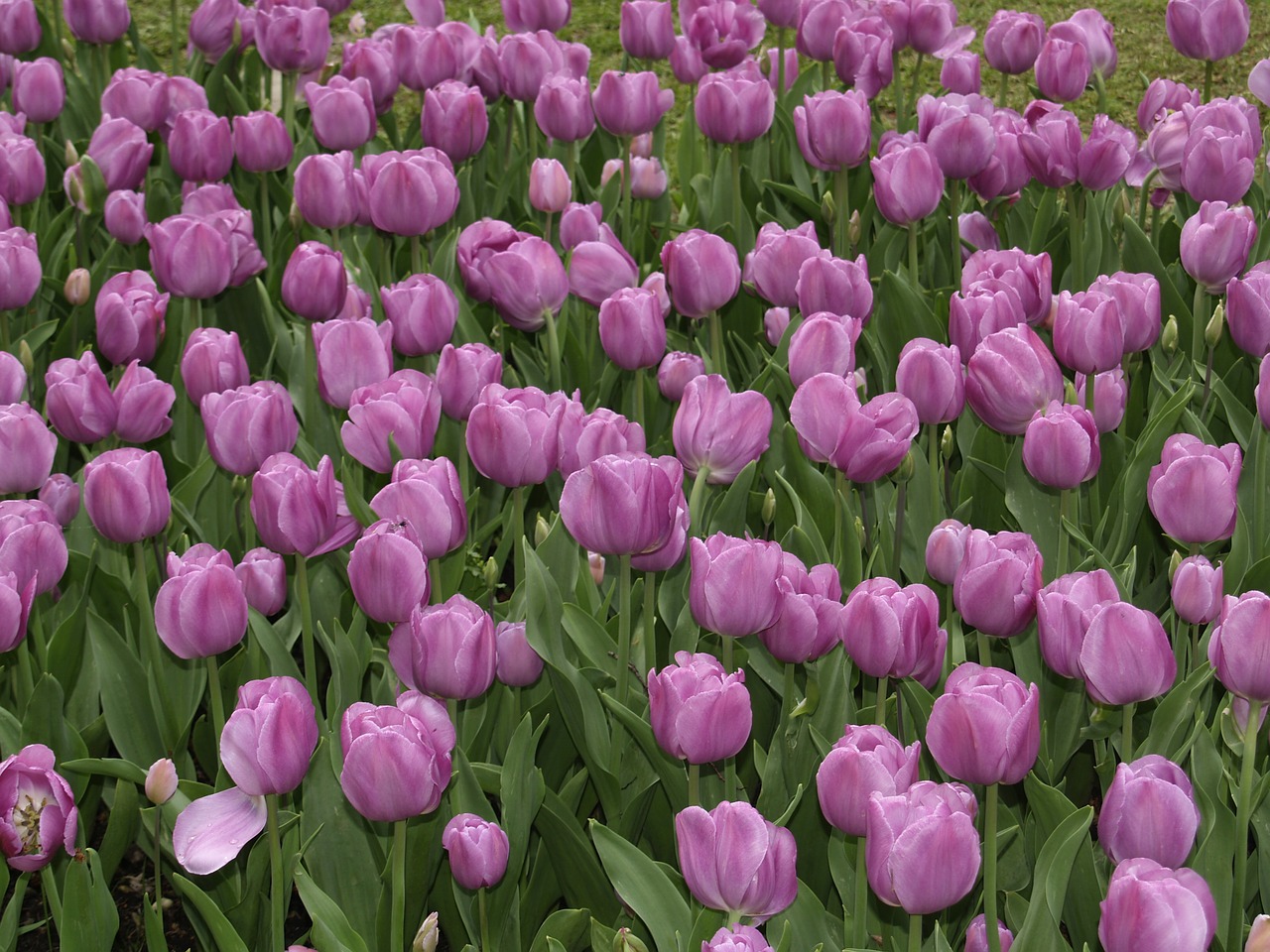Tulpės Violetinės, Parko Sodo Sigurtà, Italy, Nemokamos Nuotraukos,  Nemokama Licenzija