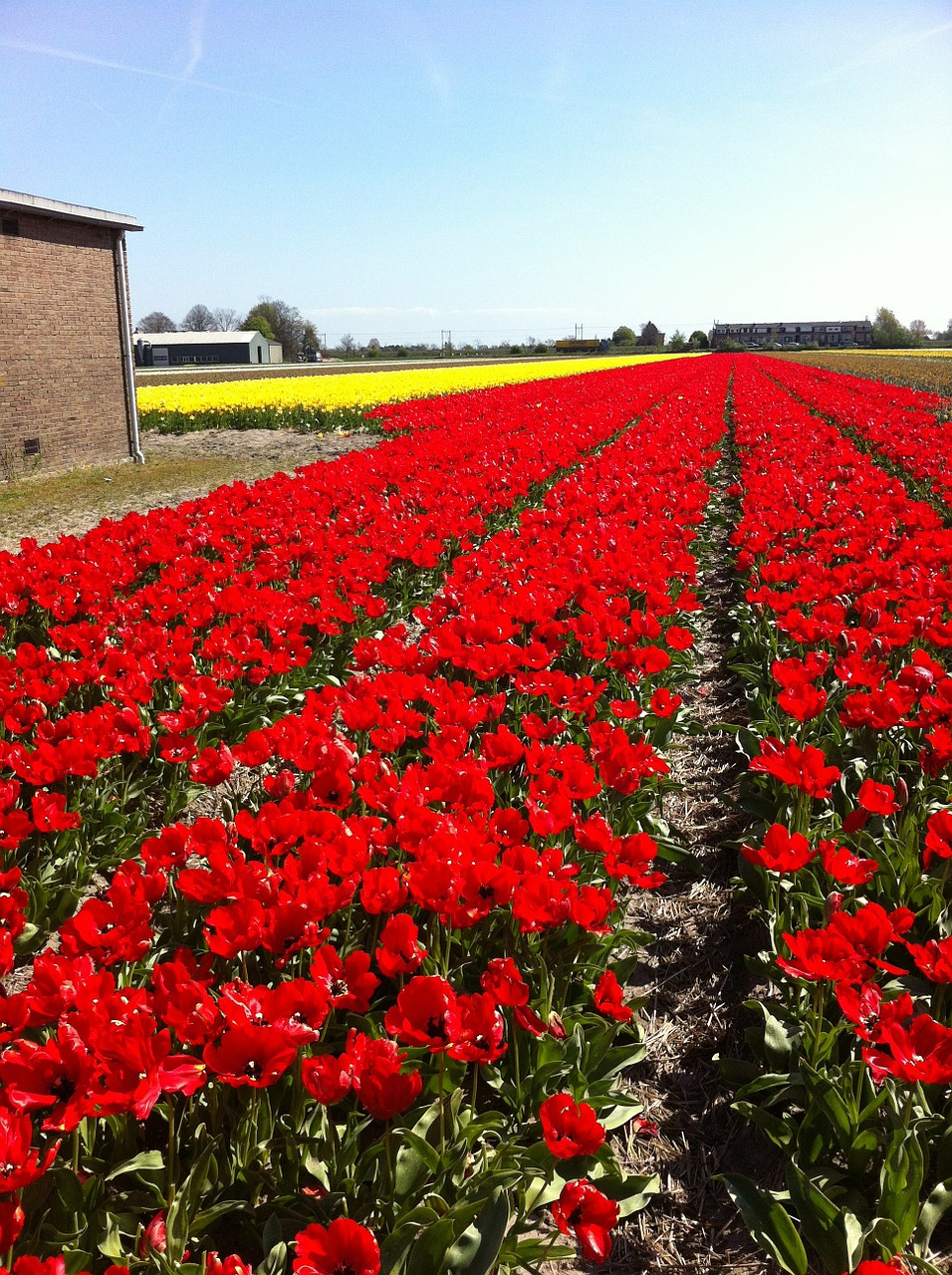 Tulpės, Raudona, Gėlės, Laukai, Nyderlandai, Pavasaris, Holland, Gamta, Olandų, Nemokamos Nuotraukos