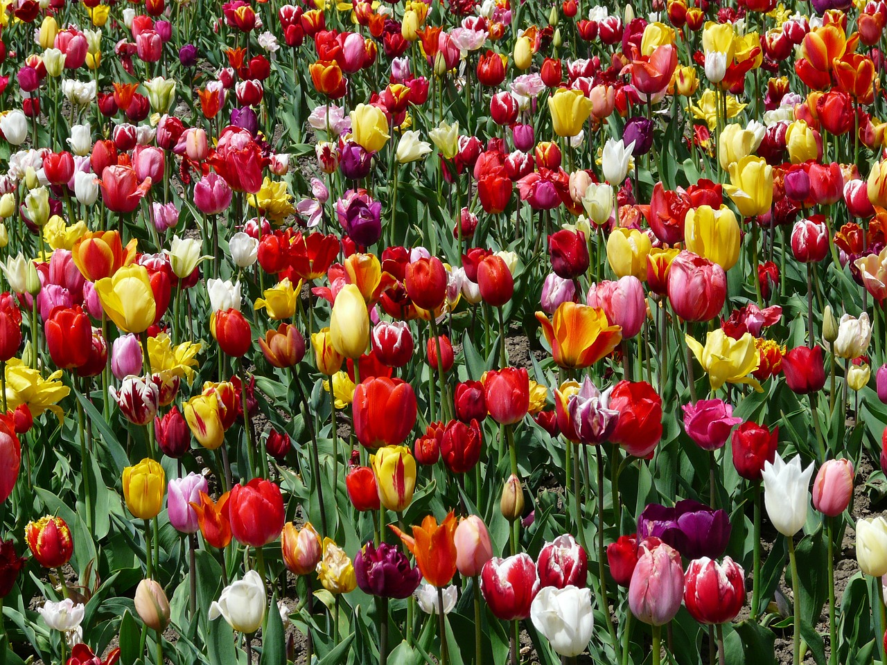 Tulpenbluete, Tulpės, Gėlės, Tulpių Laukas, Spalvinga, Spalva, Pavasaris, Žydėti, Tulipa, Dekoratyvinis Augalas