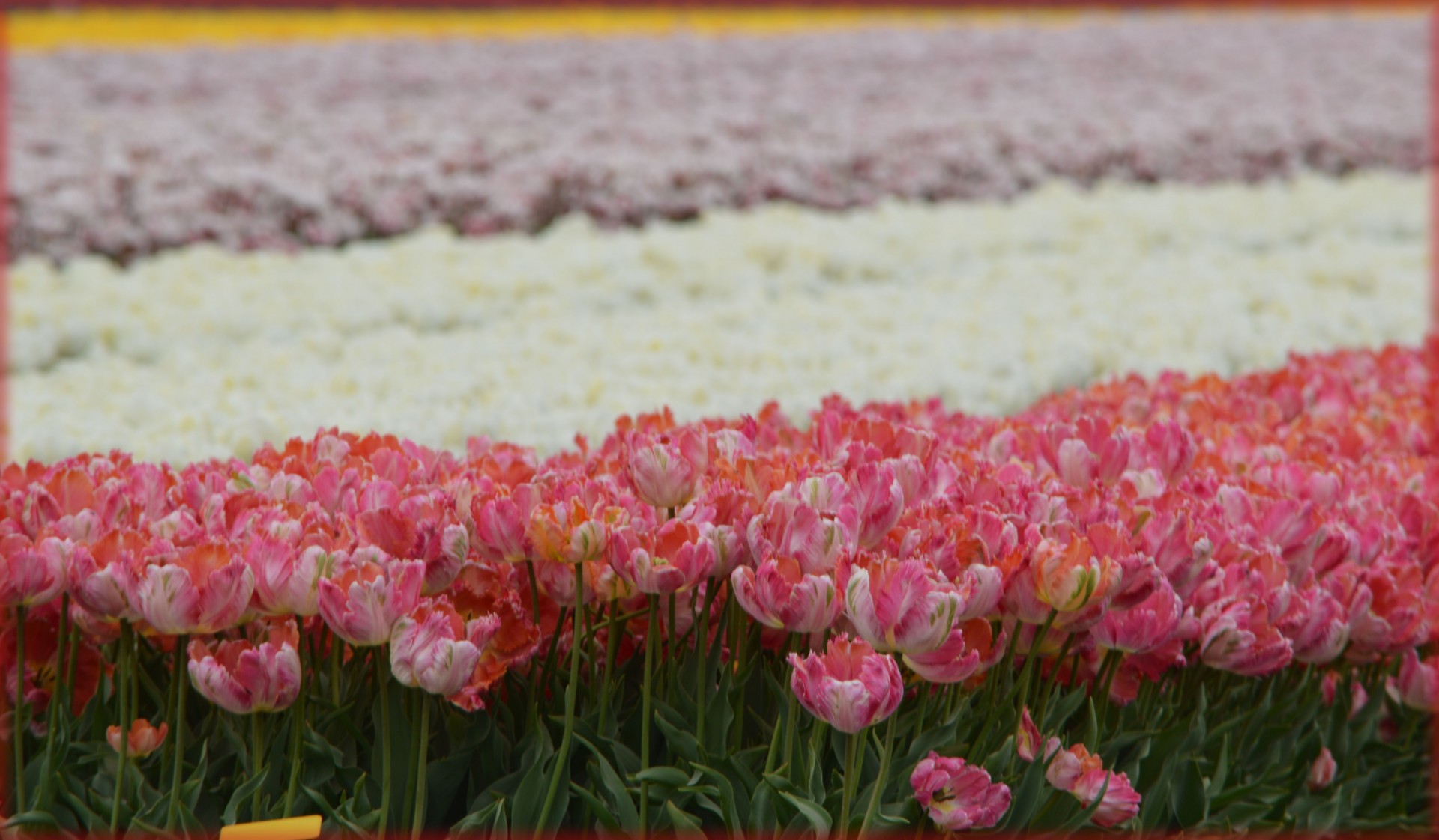 Tulpės,  Laukas,  Beemster,  Gamta,  Gėlės,  Pavasaris,  Tulpės Laukas 1, Nemokamos Nuotraukos,  Nemokama Licenzija