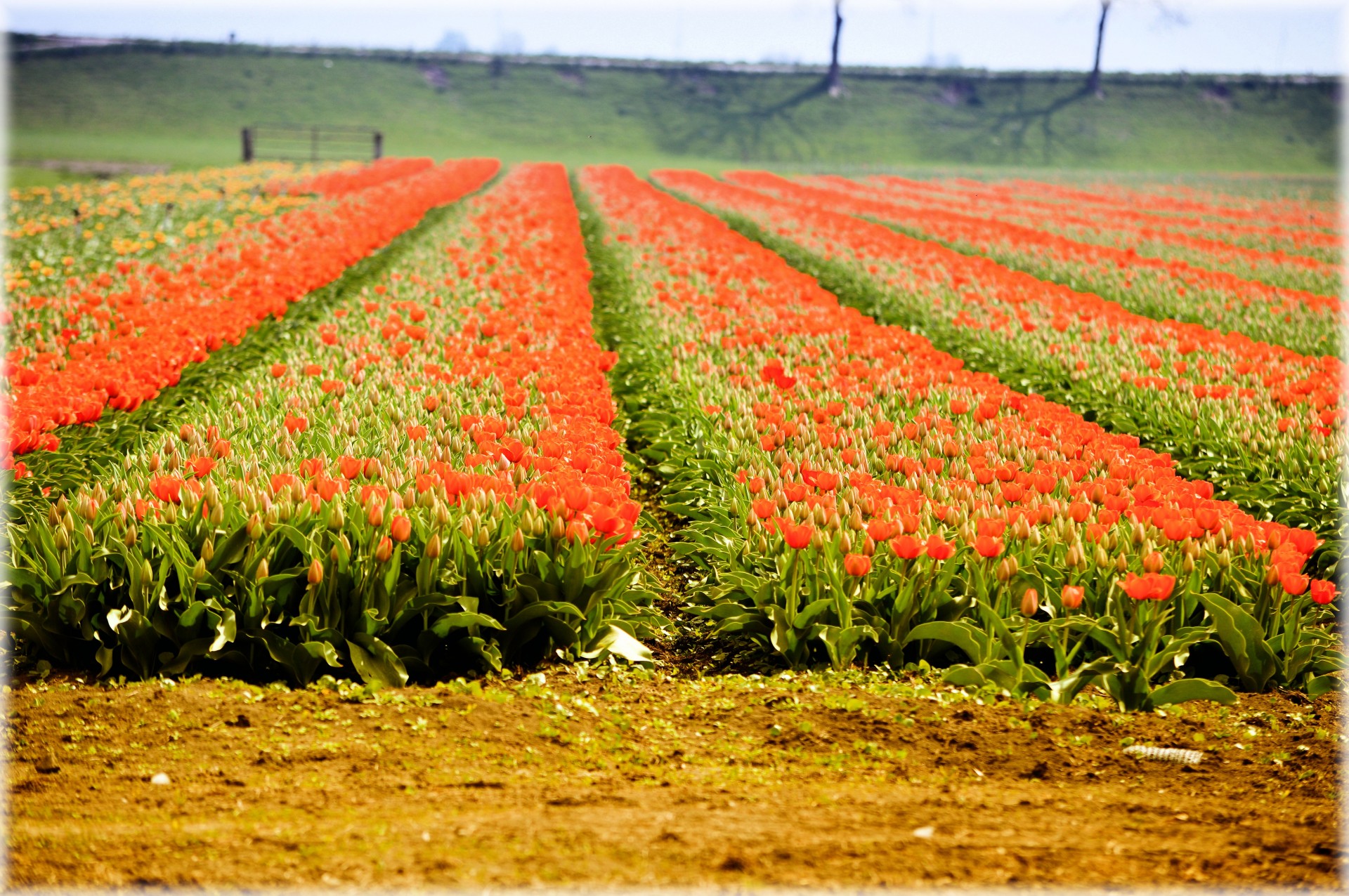 Tulpės,  Gėlės,  Holland,  Kultūra,  Raudona,  Tulpių Laukas, Nemokamos Nuotraukos,  Nemokama Licenzija