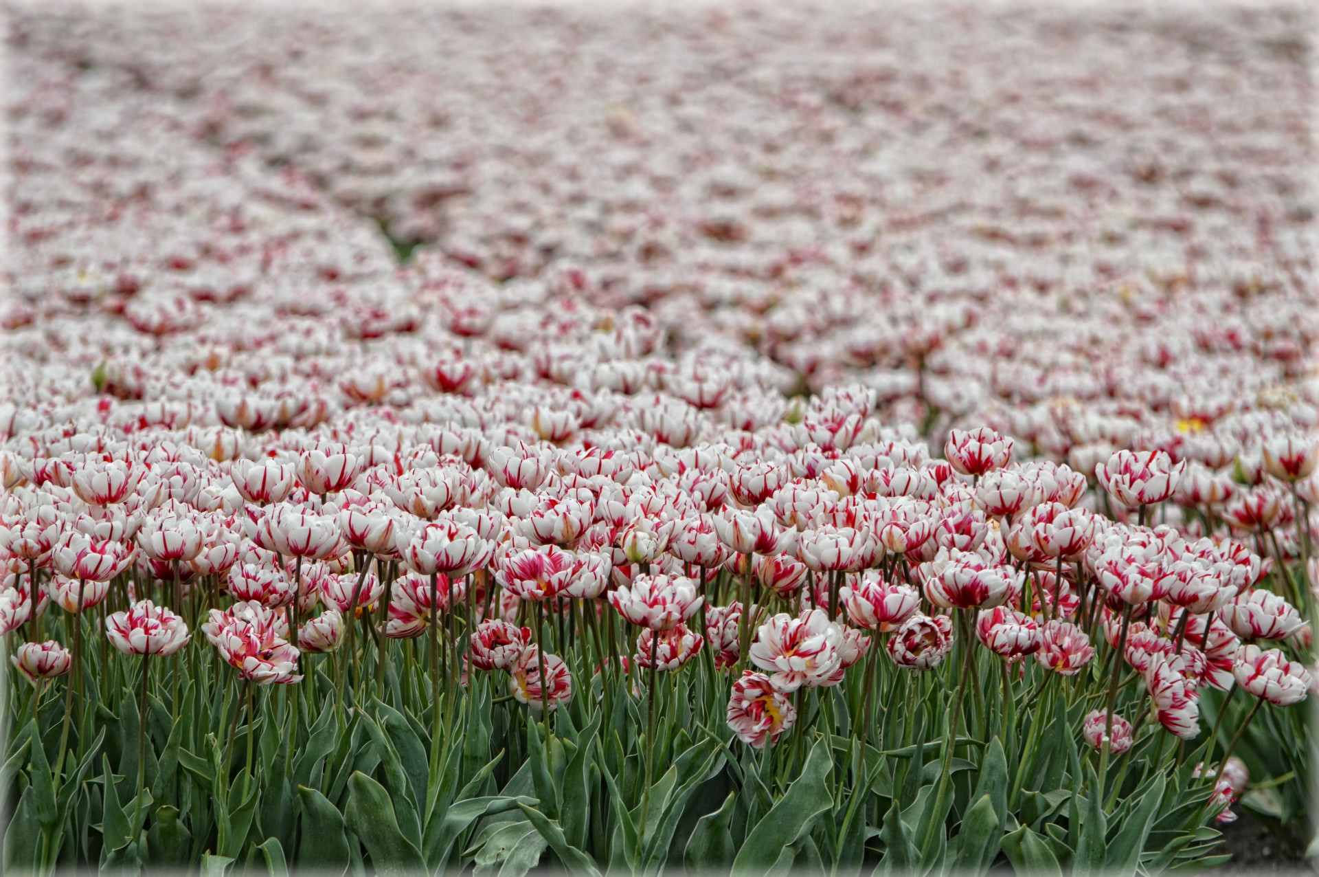 Tulpės,  Laukas,  Beemster,  Gamta,  Gėlės,  Pavasaris,  Tulpių Laukas 3, Nemokamos Nuotraukos,  Nemokama Licenzija