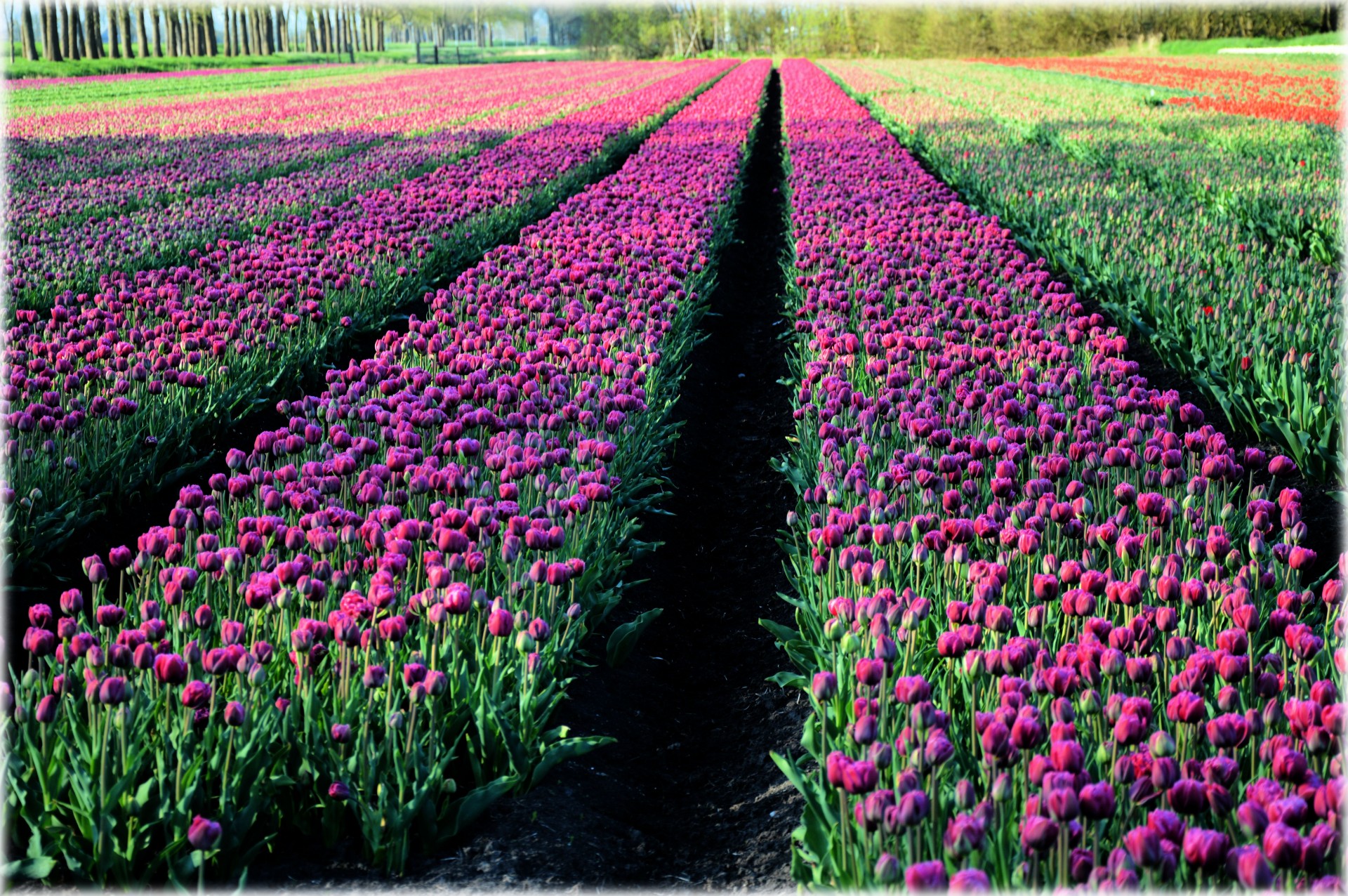 Tulpės,  Gėlės,  Kultūra,  Holland,  Tulpė & Nbsp,  Laukas,  Tulpių Laukas 3, Nemokamos Nuotraukos,  Nemokama Licenzija