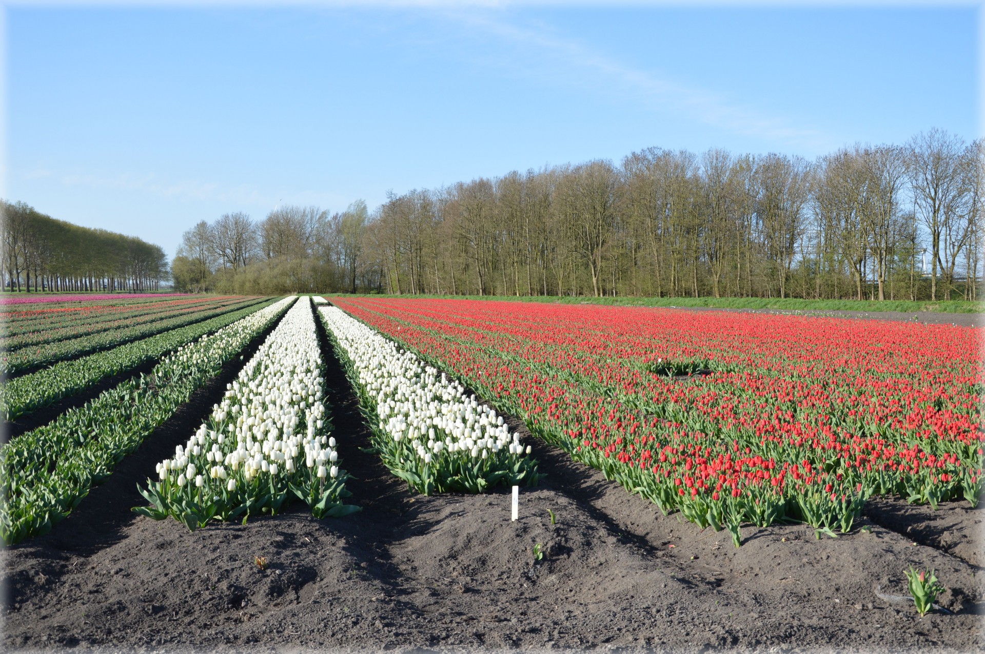 Tulpės,  Gėlės,  Laukas,  Kultūra,  Holland,  Tulpių Laukas, Nemokamos Nuotraukos,  Nemokama Licenzija