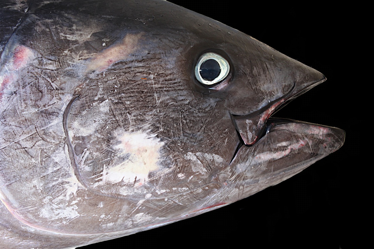 Tunų, Raudonas Tunas, Žuvis, Jūra, Žvejai, Nemokamos Nuotraukos,  Nemokama Licenzija