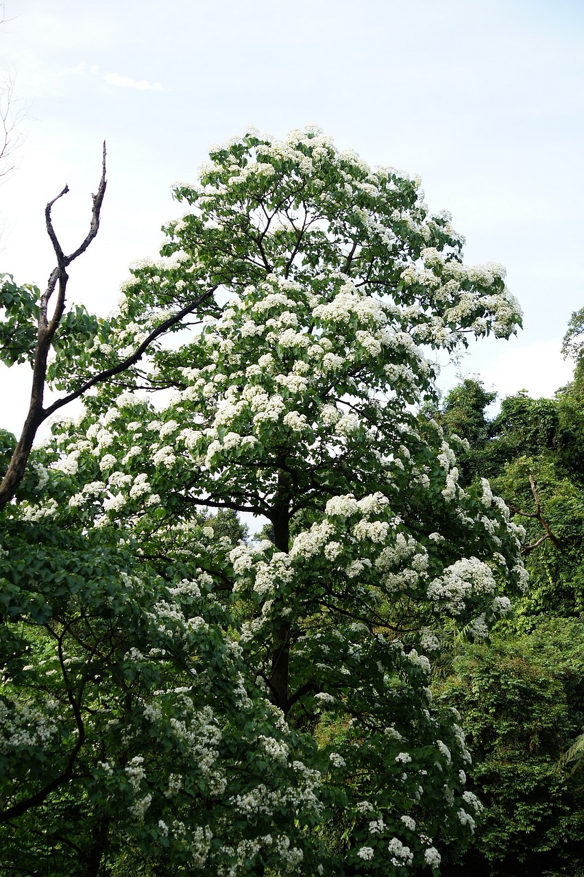 Tung Medžiai Ir Gėlės, Žydėjimas, Balta Gėlė, Wu Yuexue, Nemokamos Nuotraukos,  Nemokama Licenzija