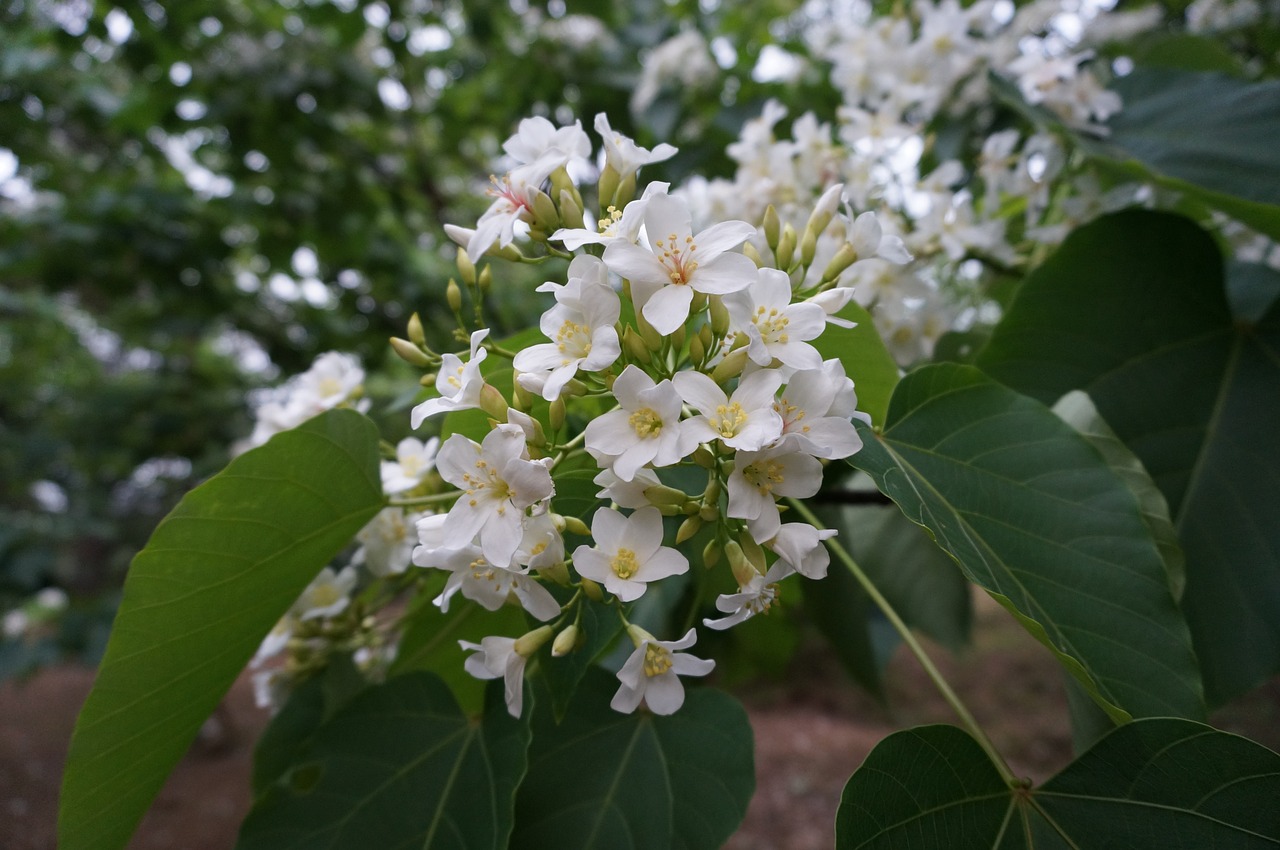 Tung Medžiai Ir Gėlės, Žydėjimas, Balta Gėlė, Wu Yuexue, Nemokamos Nuotraukos,  Nemokama Licenzija