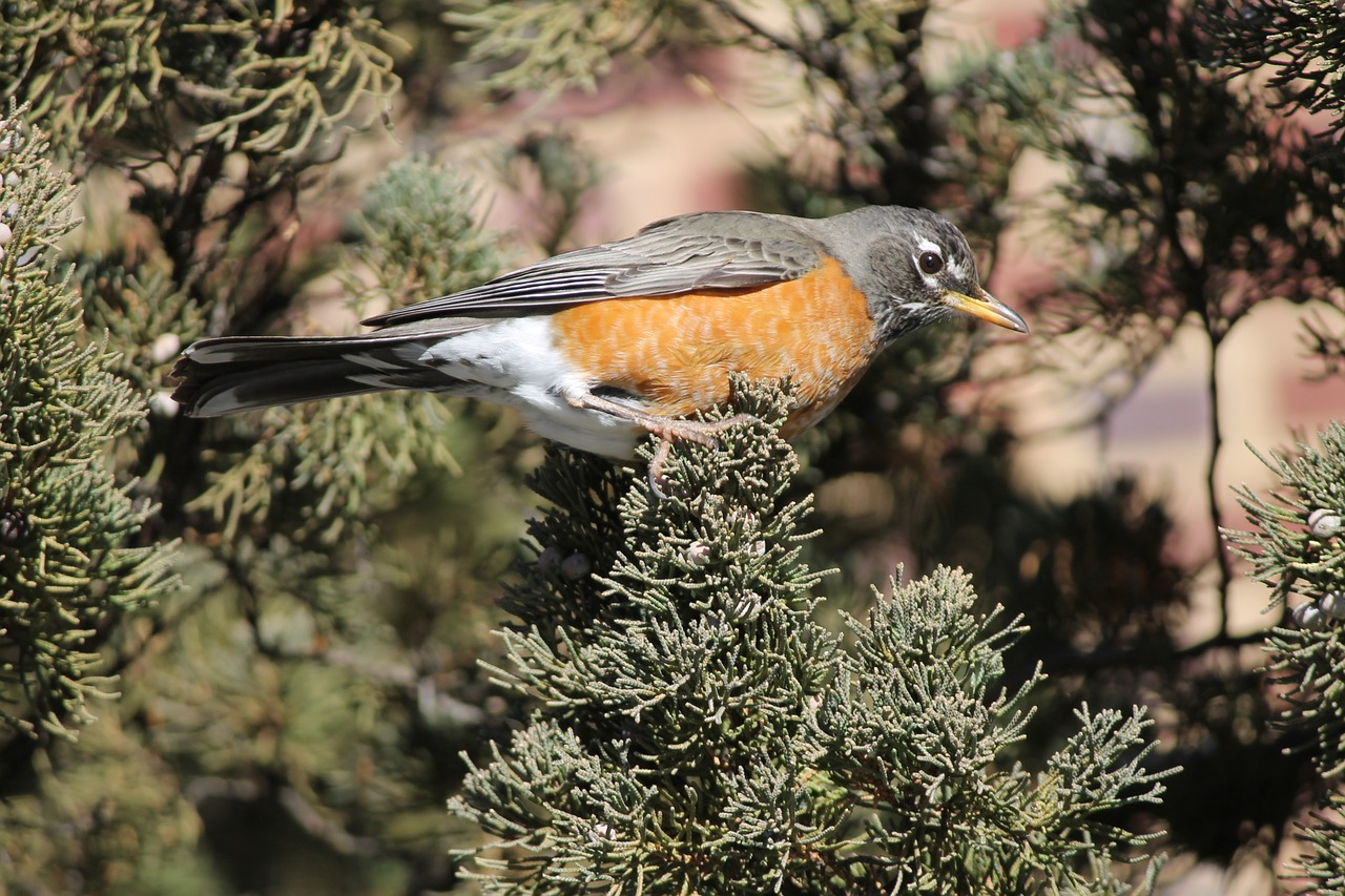 Turdus Migratorius, American Robin, Laukinė Gamta, Paukštis, Giesmininkas, Laukiniai, Gamta, Fauna, Moteris, Nemokamos Nuotraukos