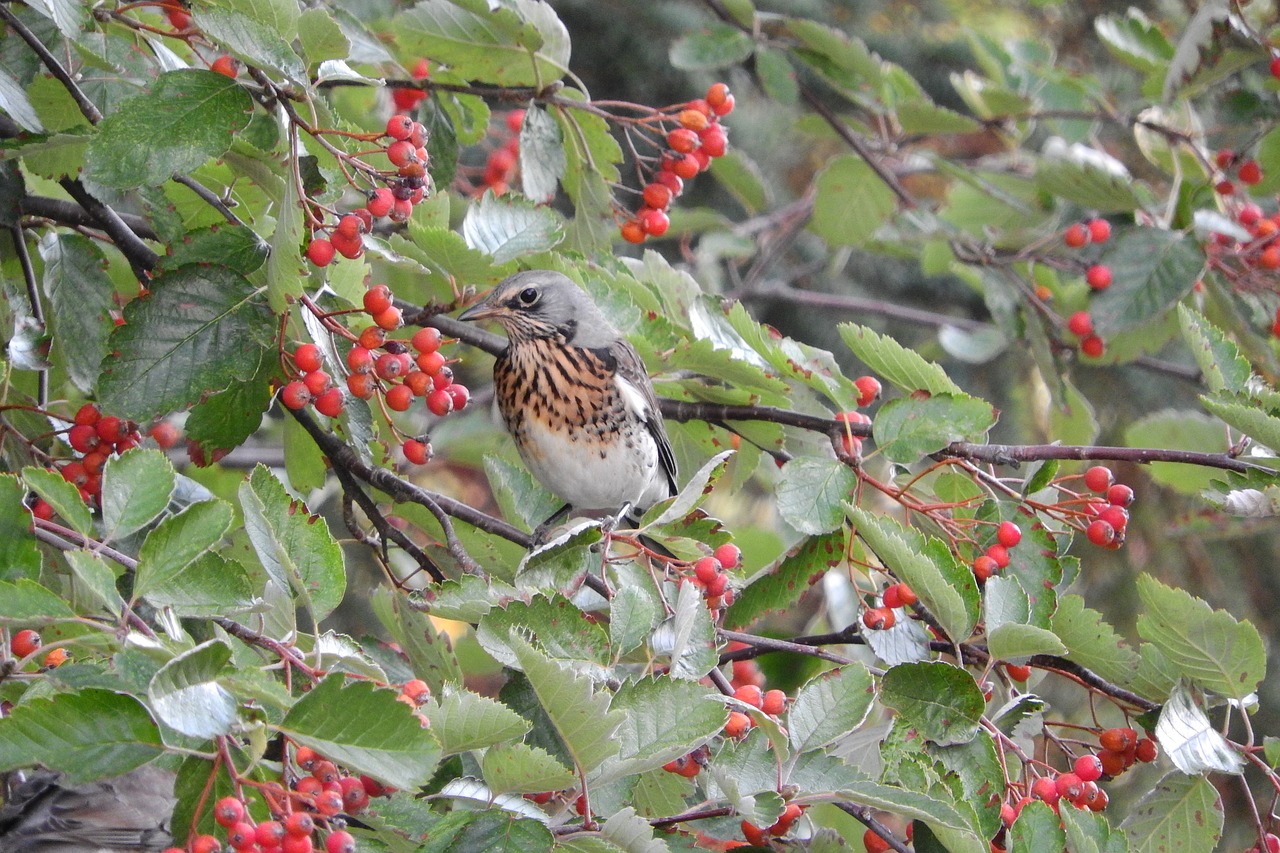 Turdus Pilaris, Pienelis, Fieldfare, Giesmininkas, Paukštis Krūmynuose, Rowan, Nemokamos Nuotraukos,  Nemokama Licenzija