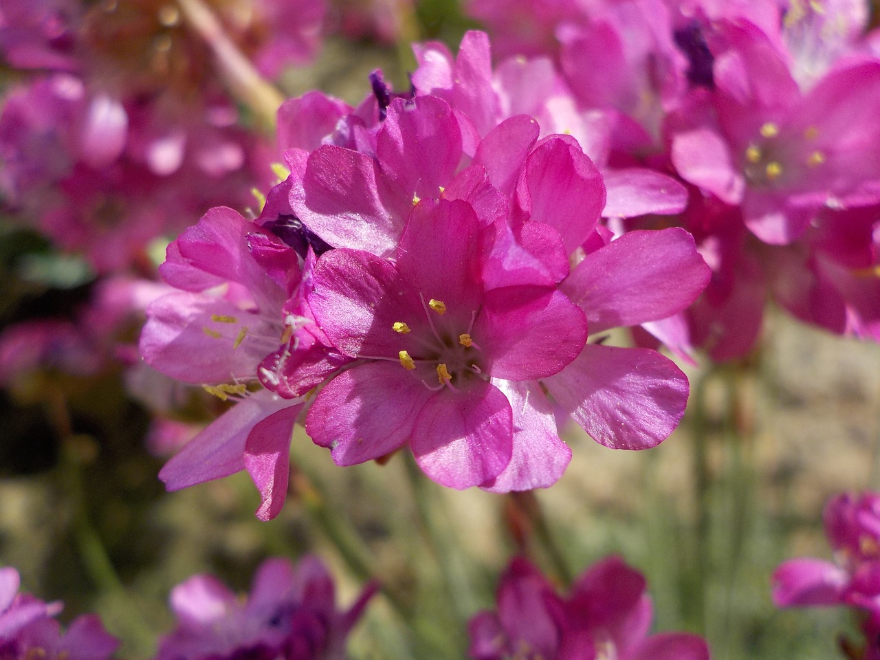 Jurgio Sala, Gėlė, Rožinis, Rožinės Gėlės, Gamta, Makro, Armeria Maritima, Sodas, Nemokamos Nuotraukos,  Nemokama Licenzija