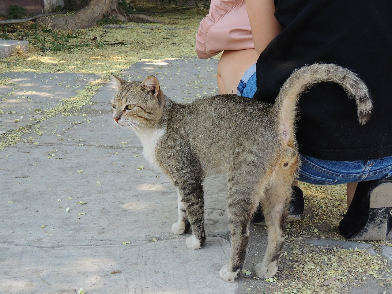 Turkija, Izmir, Katė, Tigercatas, Alėja Katė, Kačių Veido, Nemokamos Nuotraukos,  Nemokama Licenzija