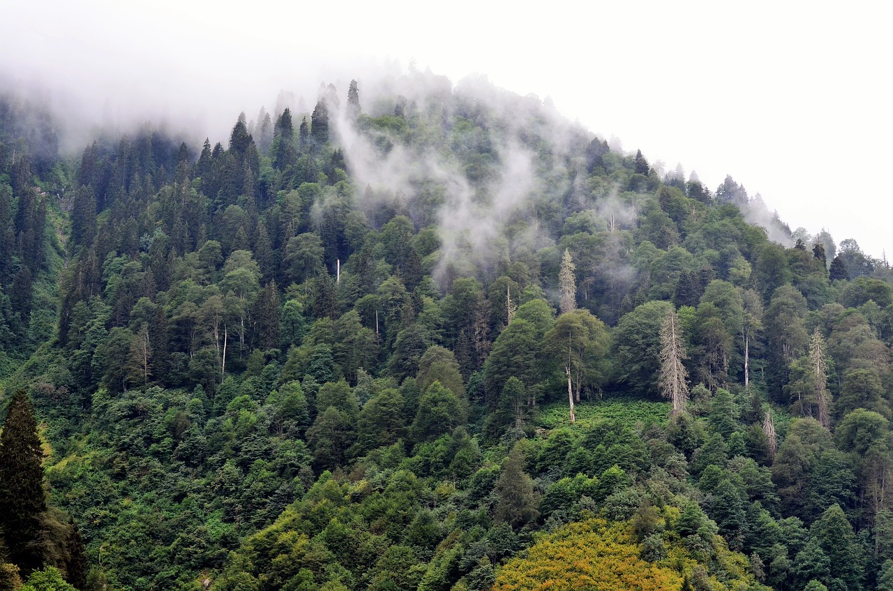 Turkija, Rytinė Juoda Jūra, Rize, Ayder, Plokščių, Kaçkars, Gamta, Žalias, Ispiras, Miškas